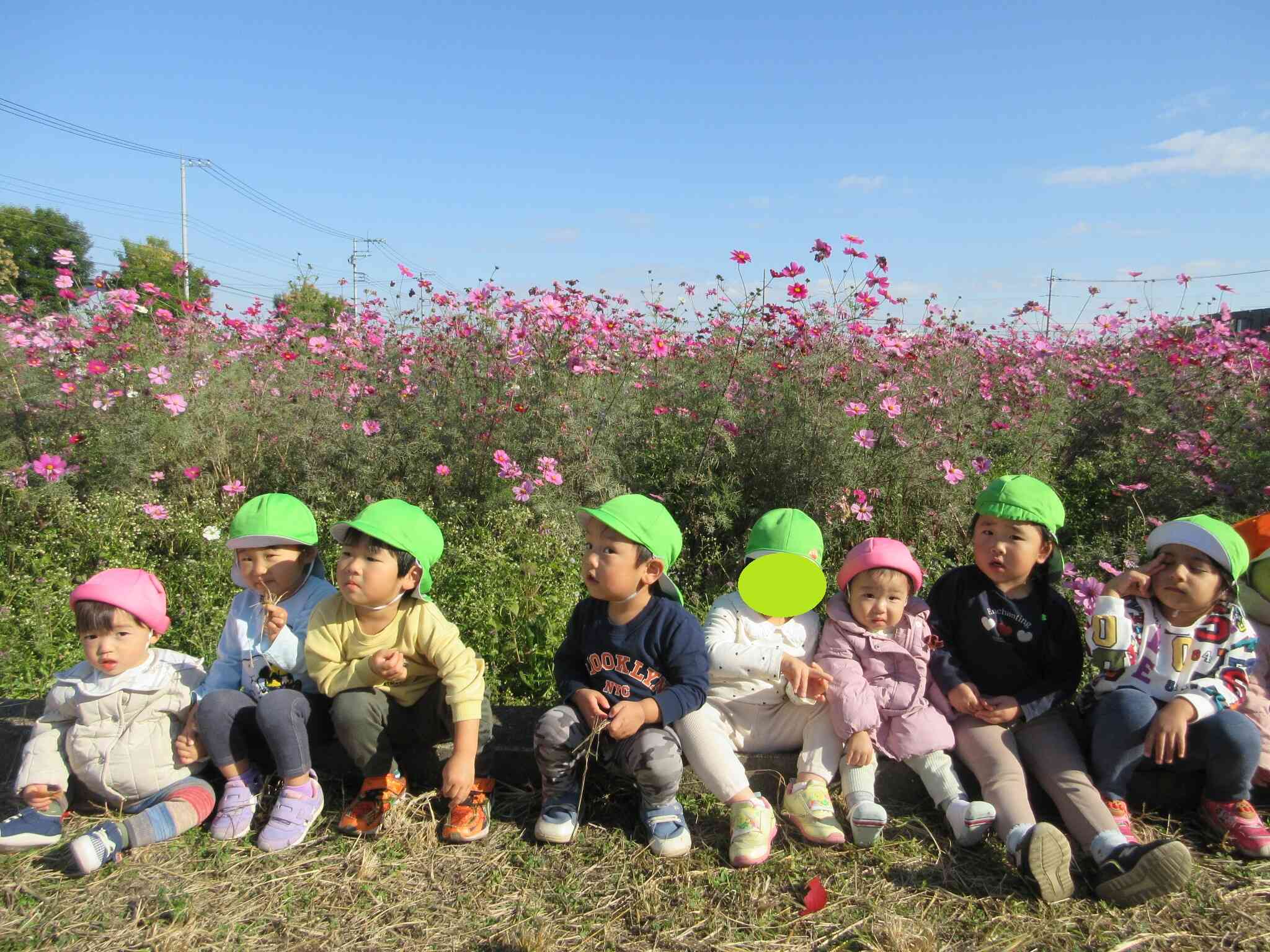 コスモス きれいだよねぇ～(*^-^*)