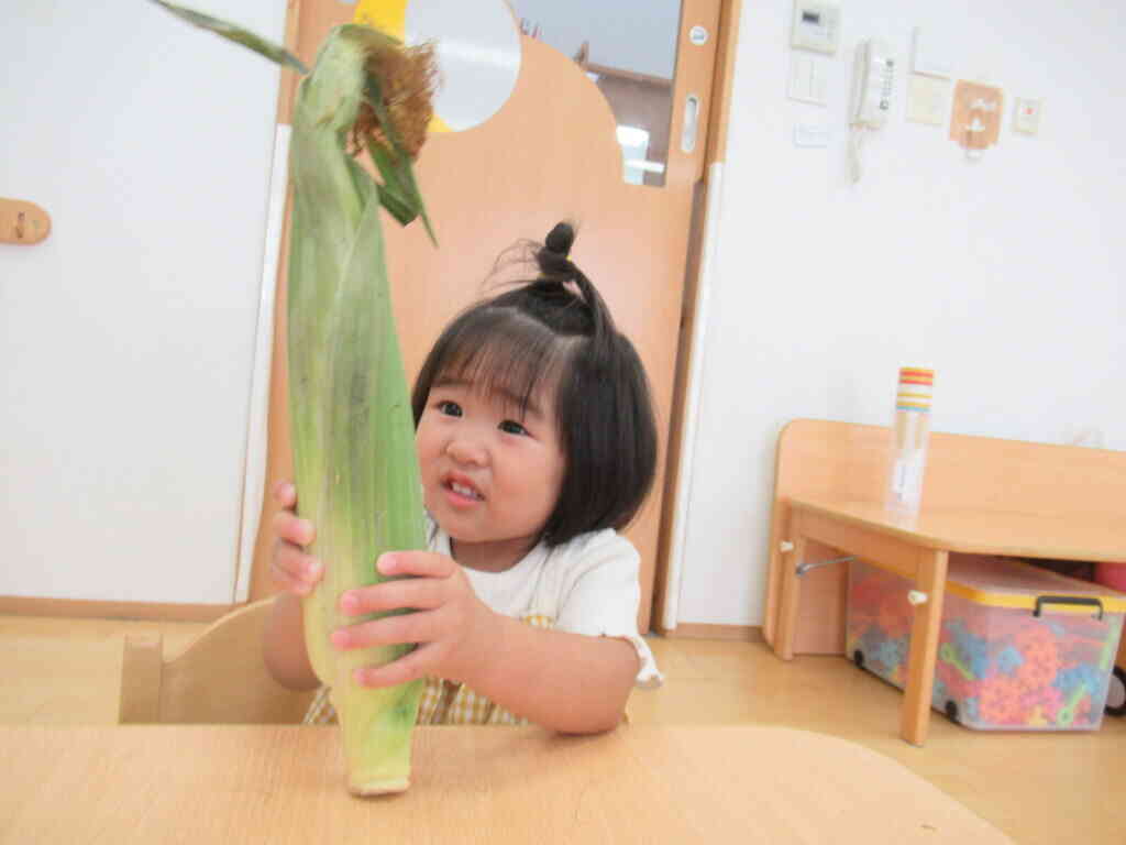とうもろこしに触れたよ！