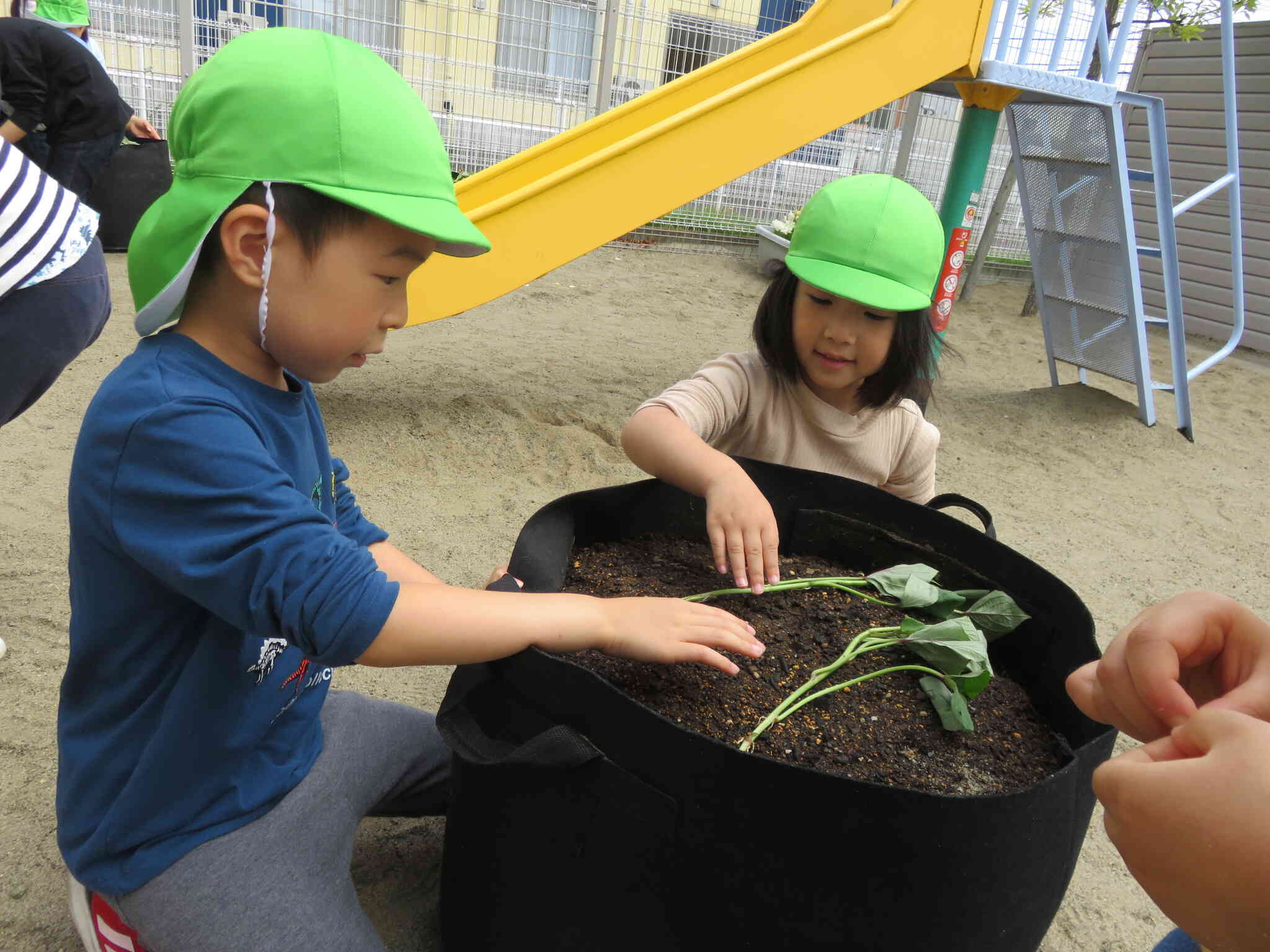 これであってるかな？お友達と協力して植えていきました。