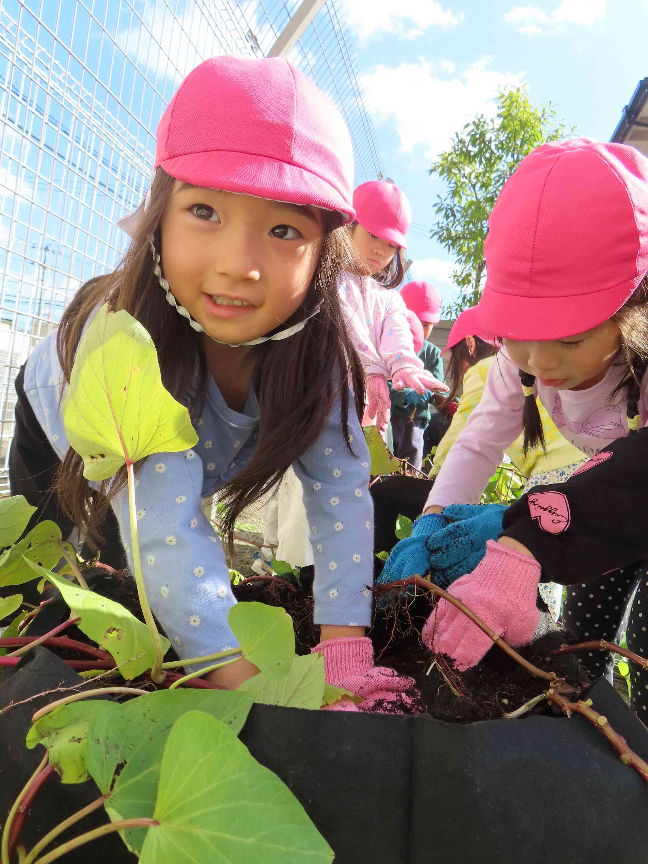 「お芋あったよー！」