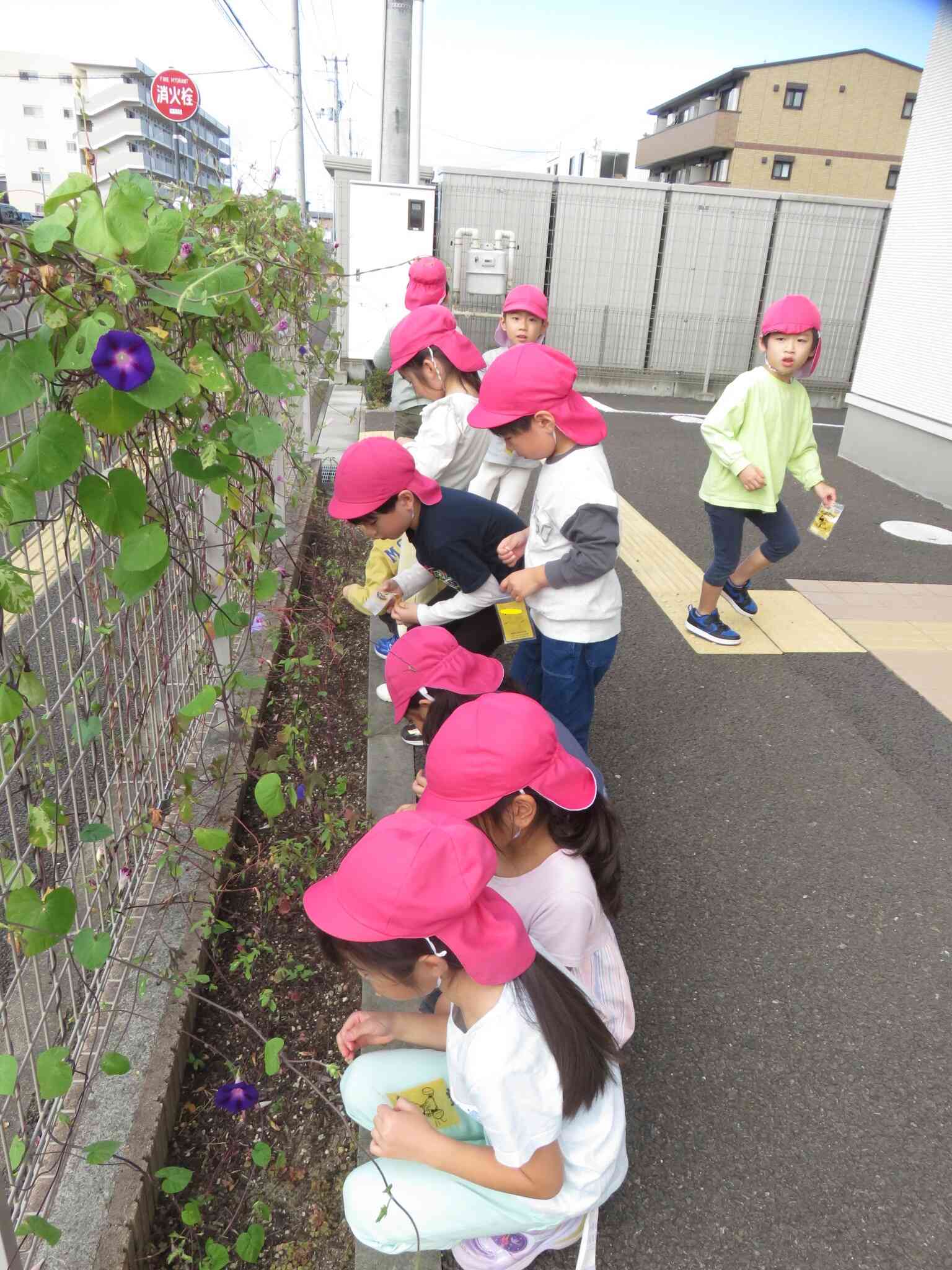 アサガオの種～5歳児きりん組～
