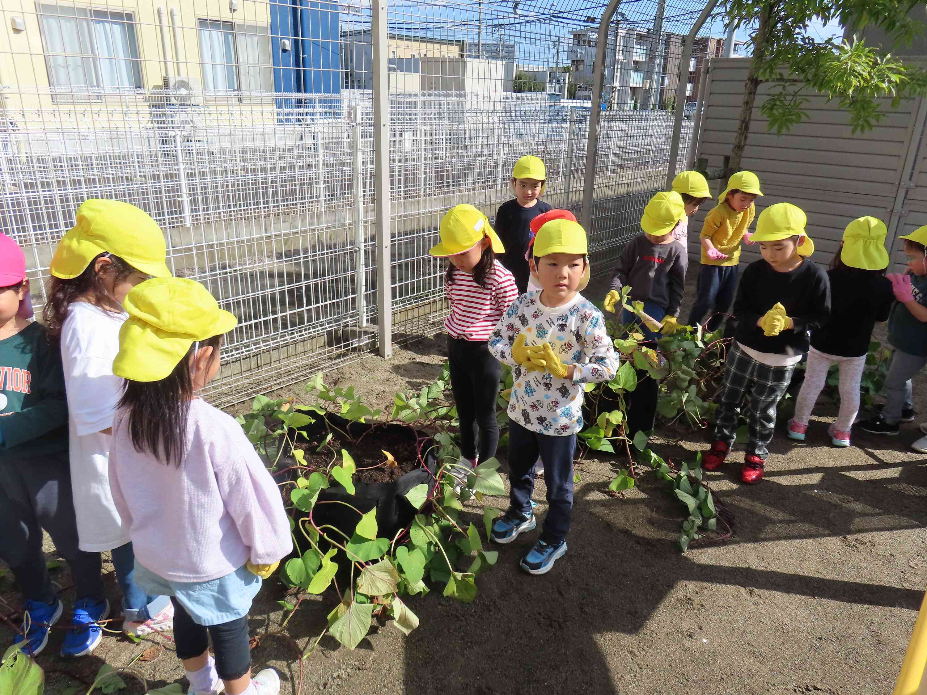 お芋さん、たくさんあるかな･･･？ぱんだ組は初めてのお芋ほりに挑戦です♪