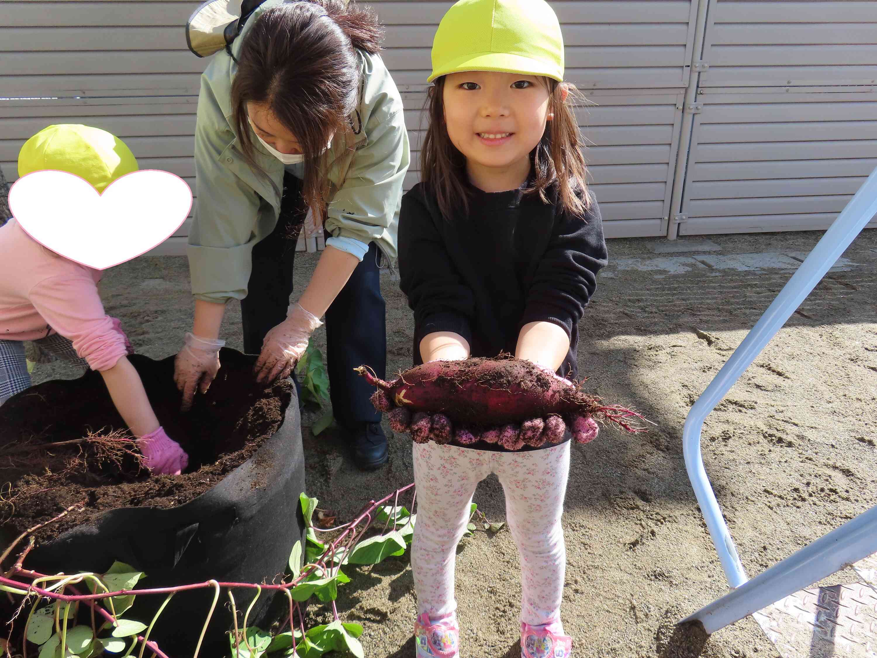 大きいさつまいもです。