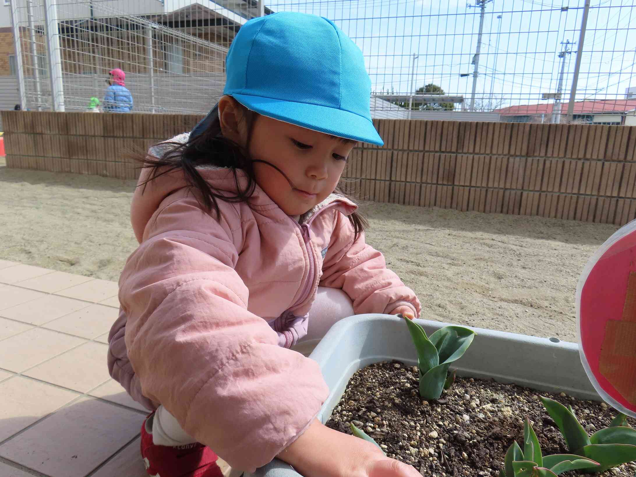 チューリップ大きくなってきたね！