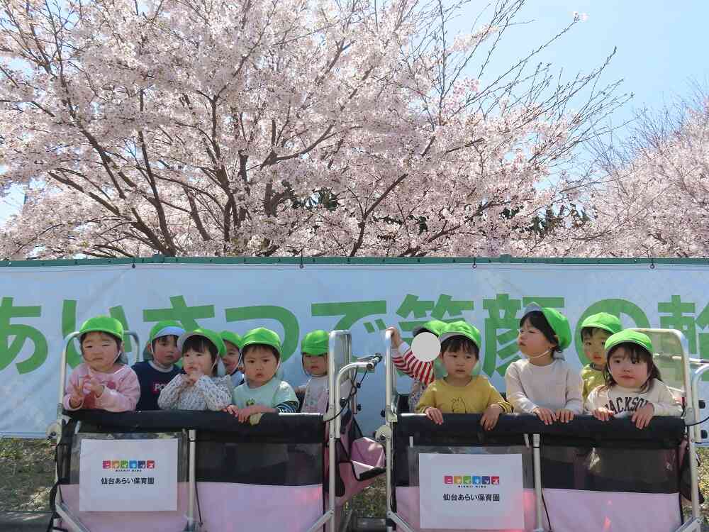 桜、きれいだな～！