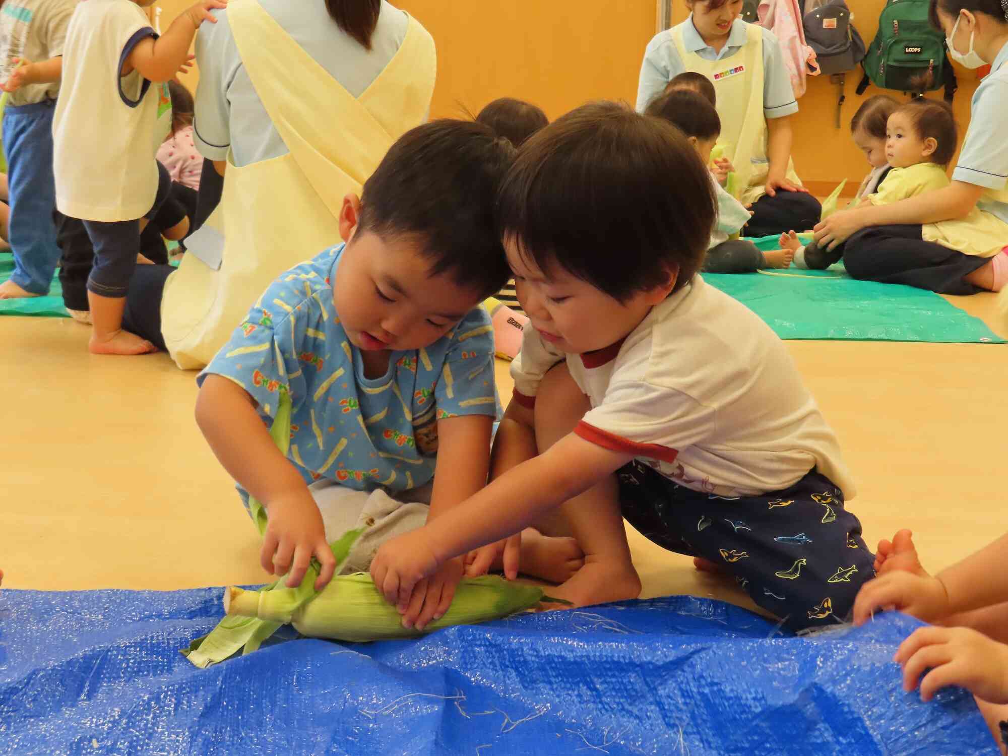 食育活動「夏野菜に触れよう～とうもろこしの皮むき」～うさぎぐみ・あひるぐみ・ひよこぐみ（2歳児・1歳児・0歳児クラス）～