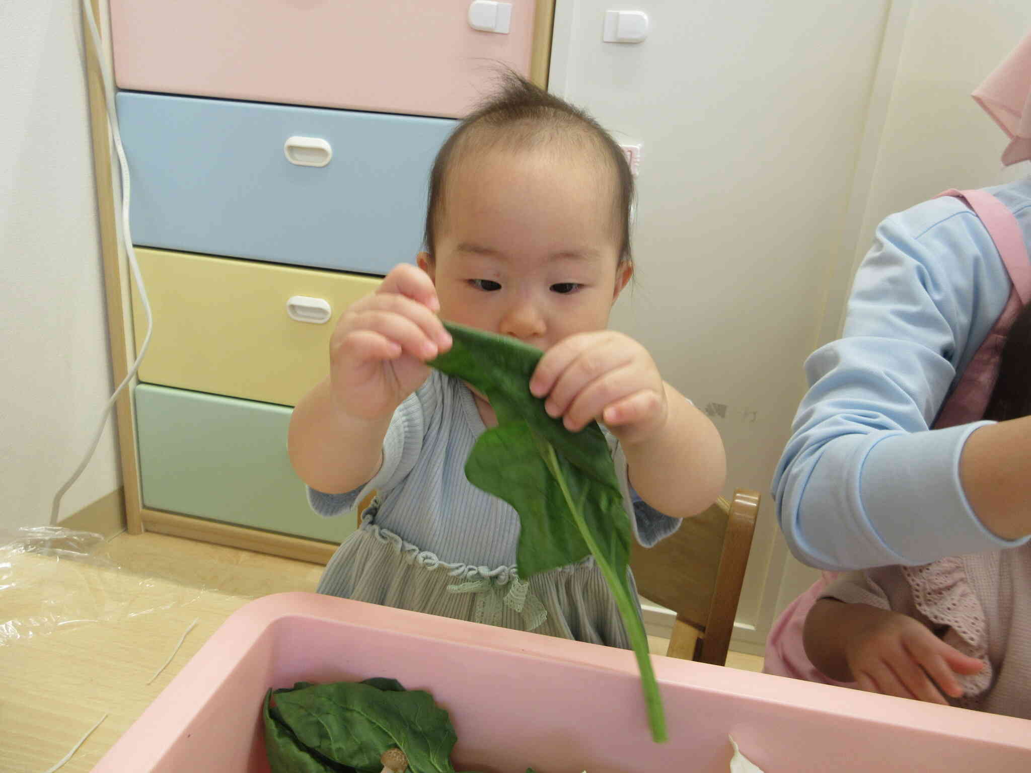 ほうれん草触ってみよう！