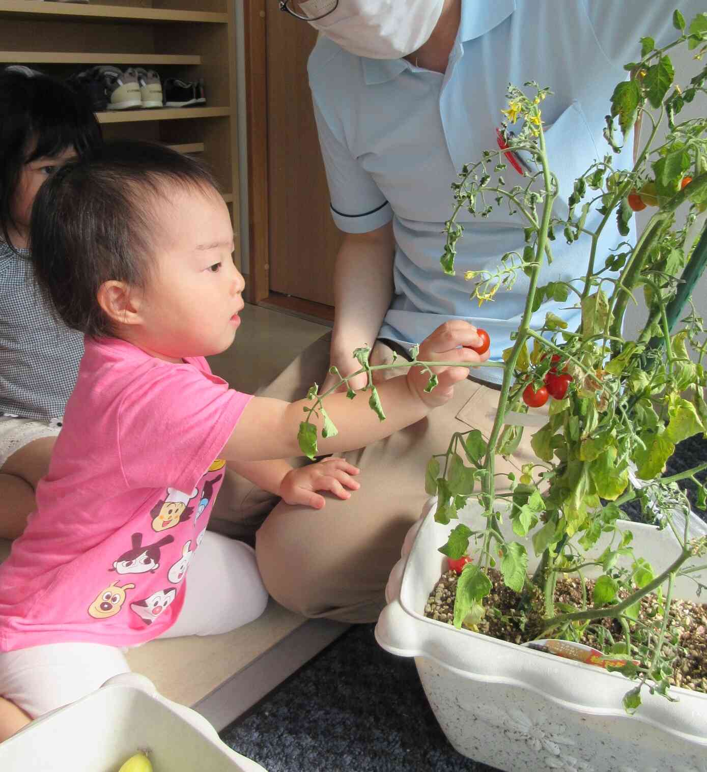 野菜の収穫