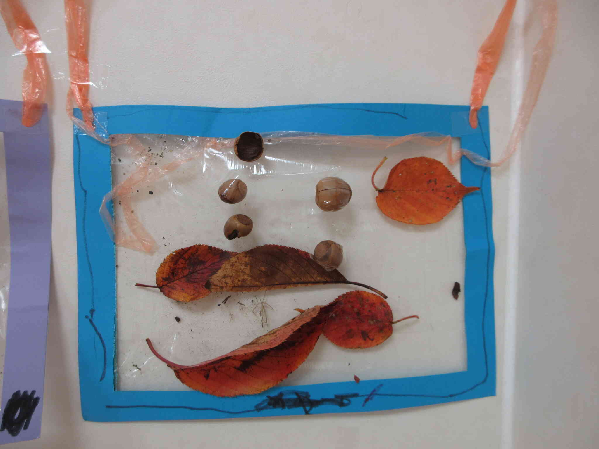 どんぐりも見つけました。