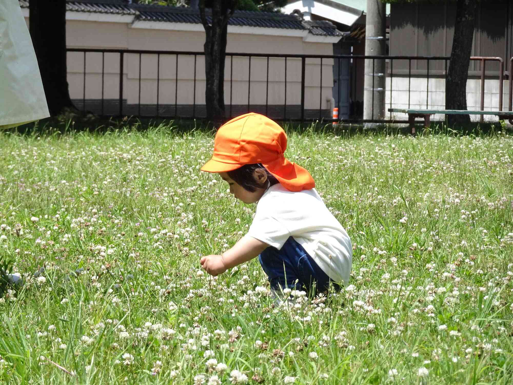 一面のシロツメクサ