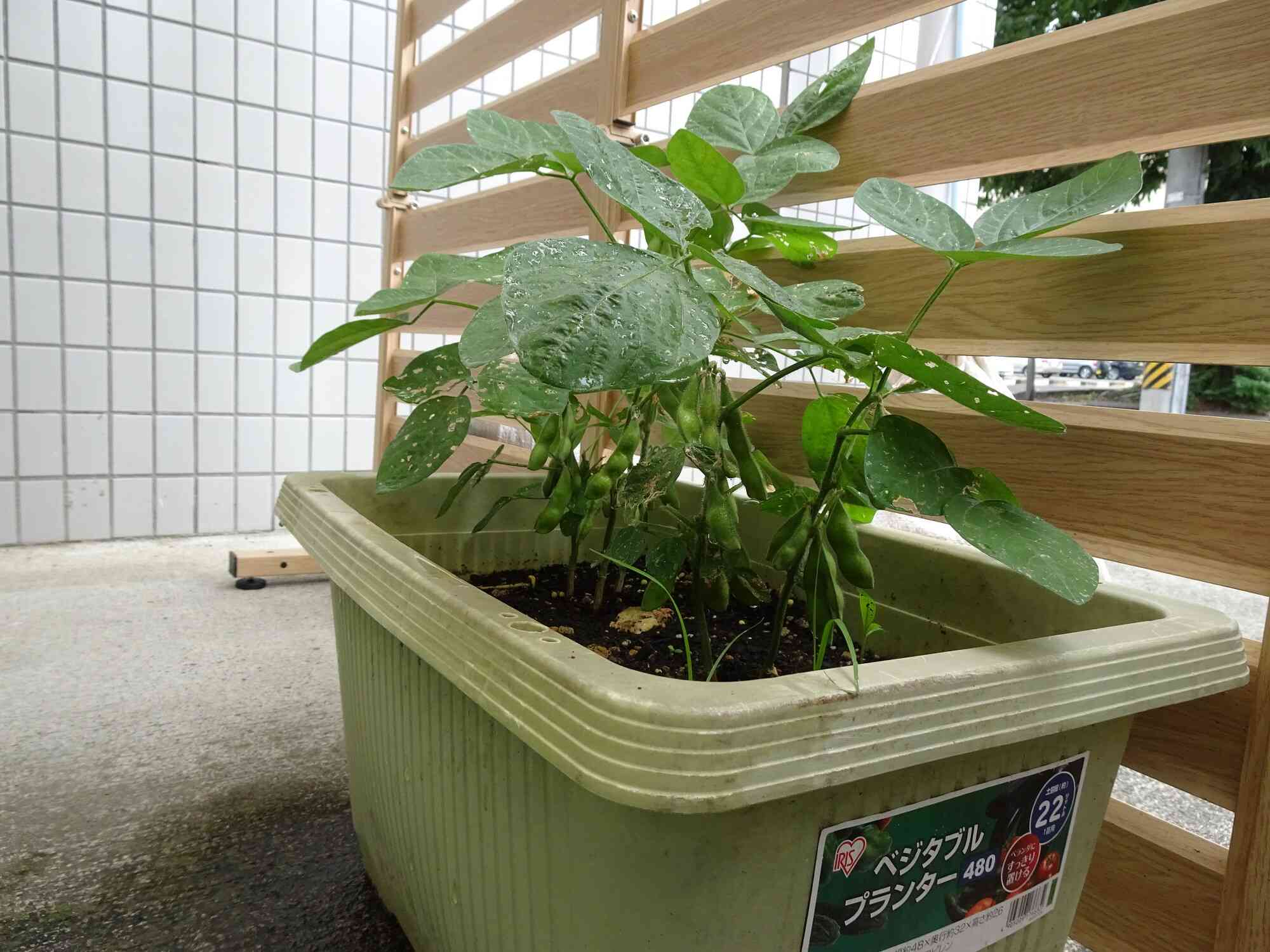たくさんの枝豆！大きくなってね
