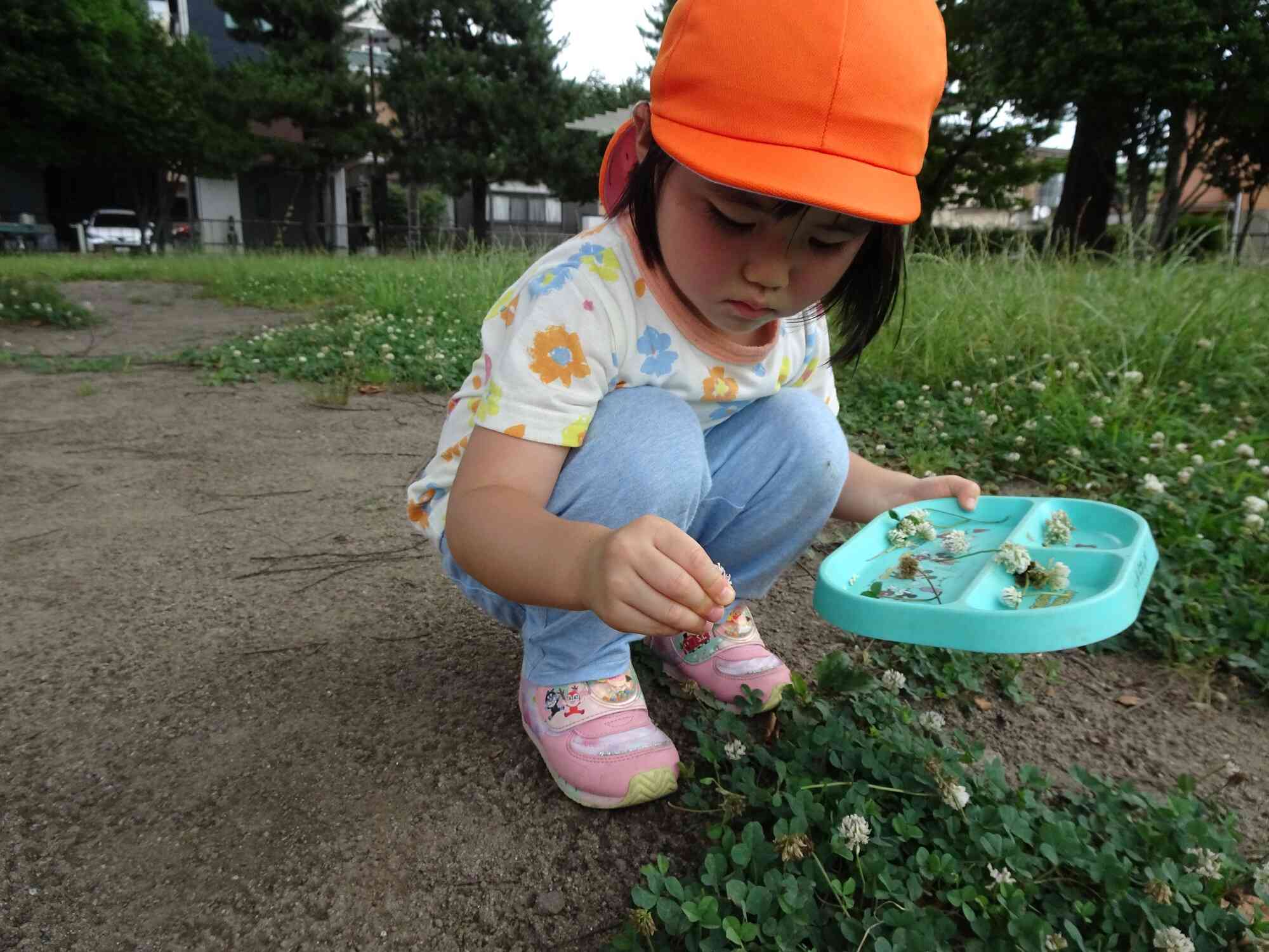 シロツメクサでお弁当作り