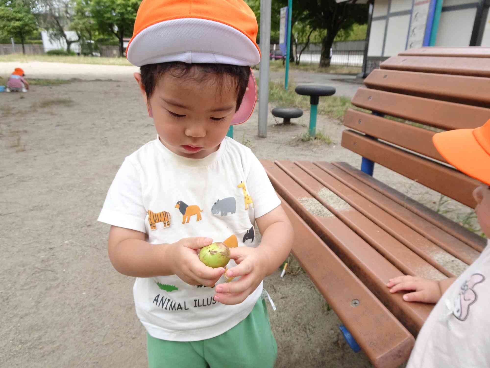 椿の実を発見！
