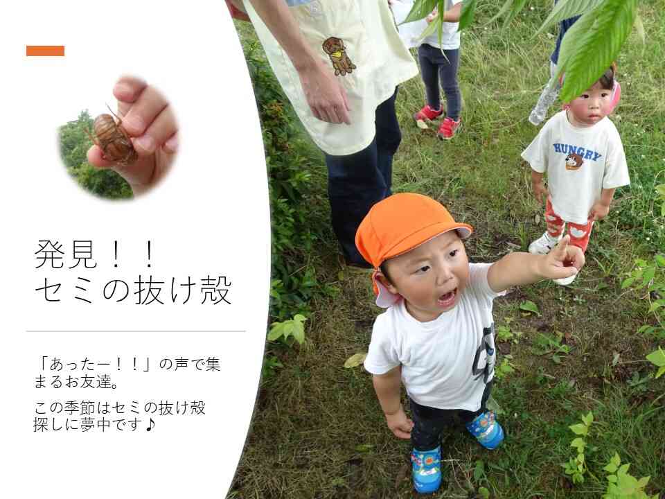 セミの抜け殻探しに夢中の子ども達です♪