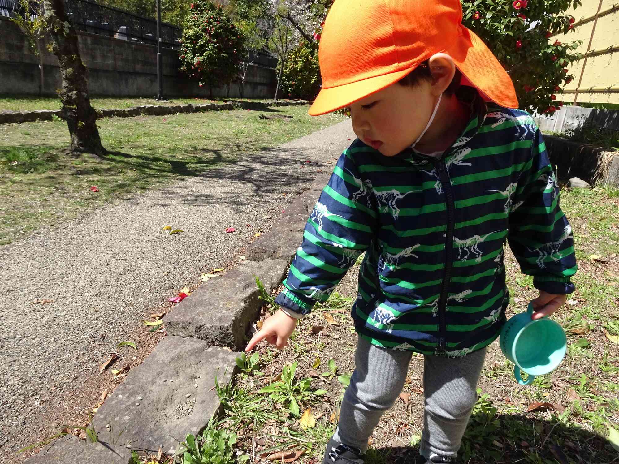 タンポポさんみつけた