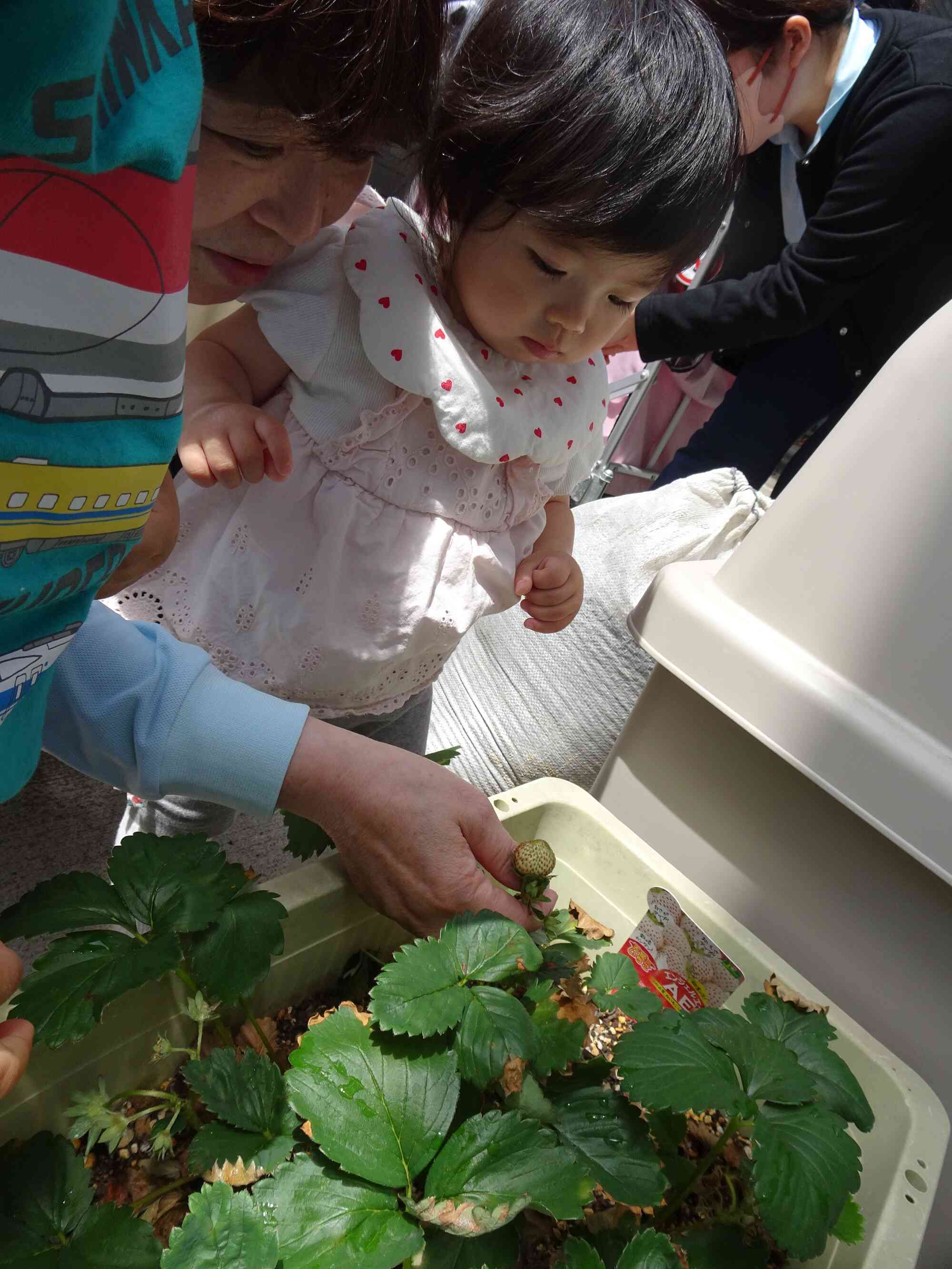いちごの観察