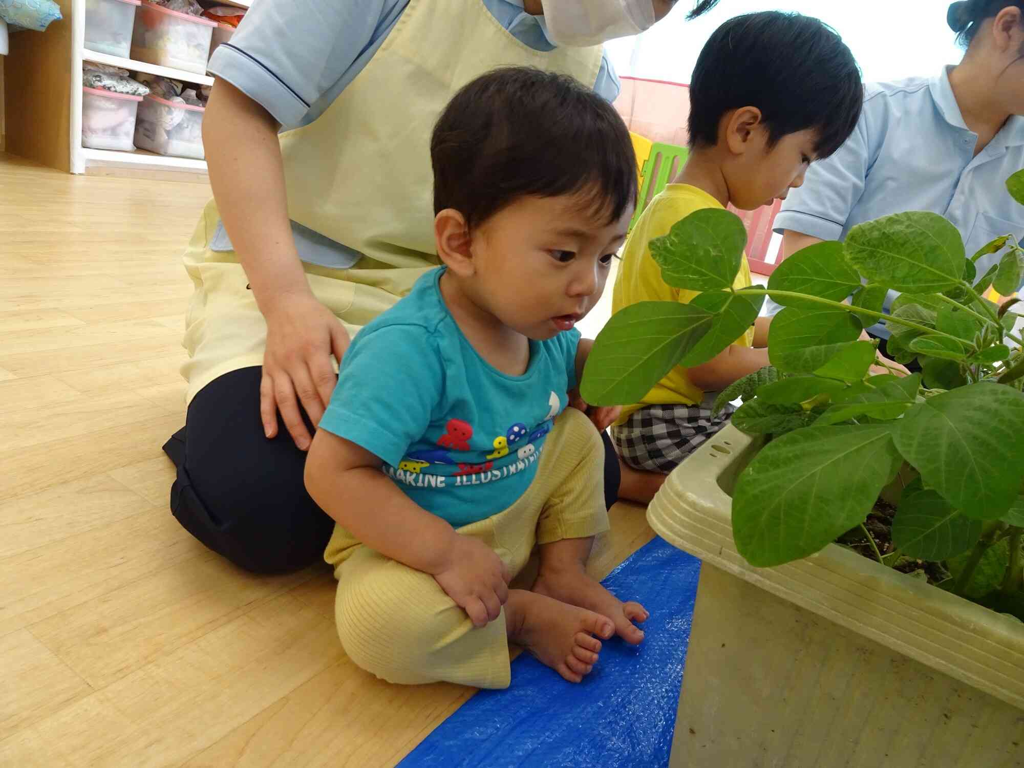 葉っぱはどんな形かな？