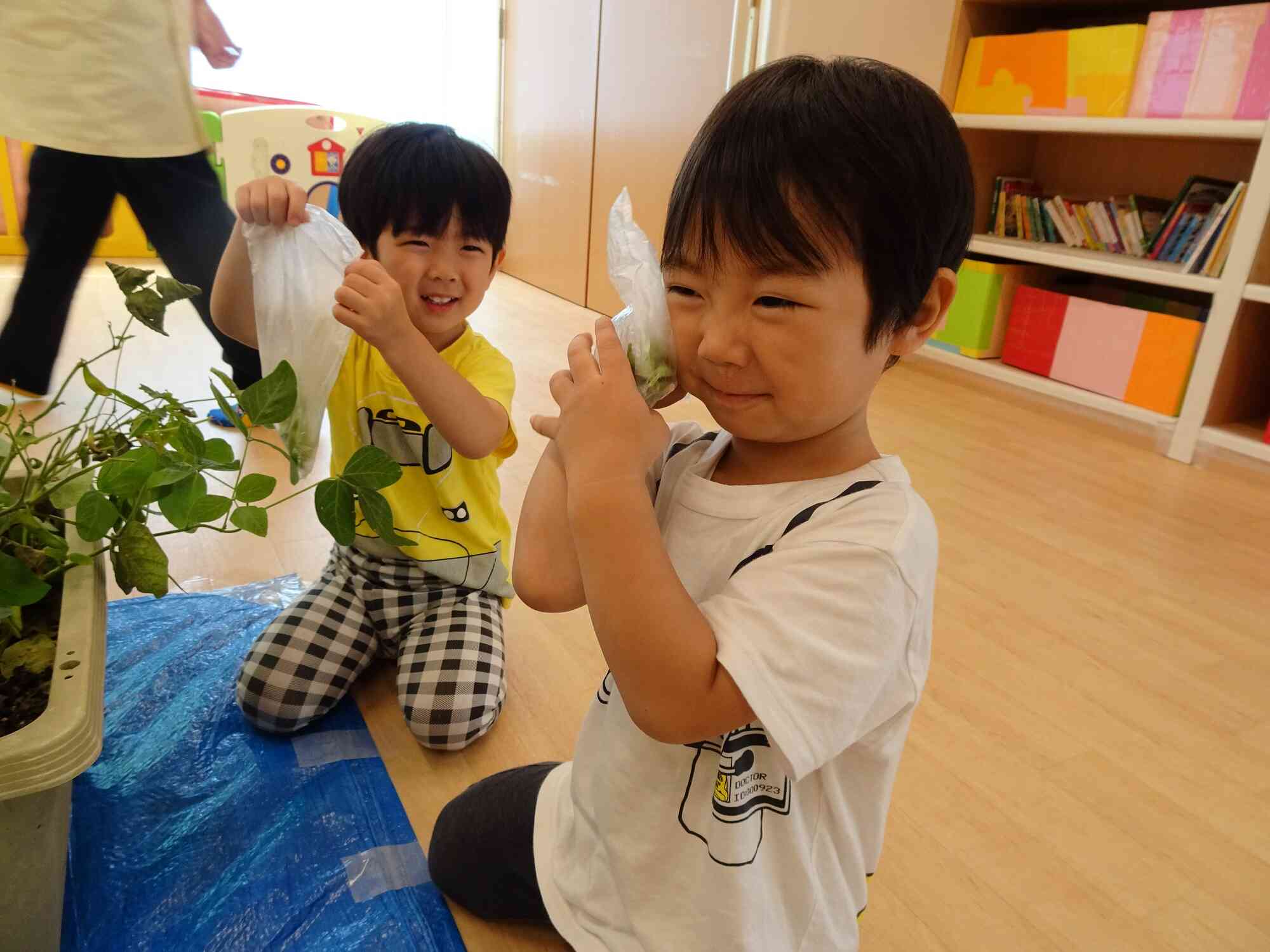 8月の食育活動「枝豆の収穫」