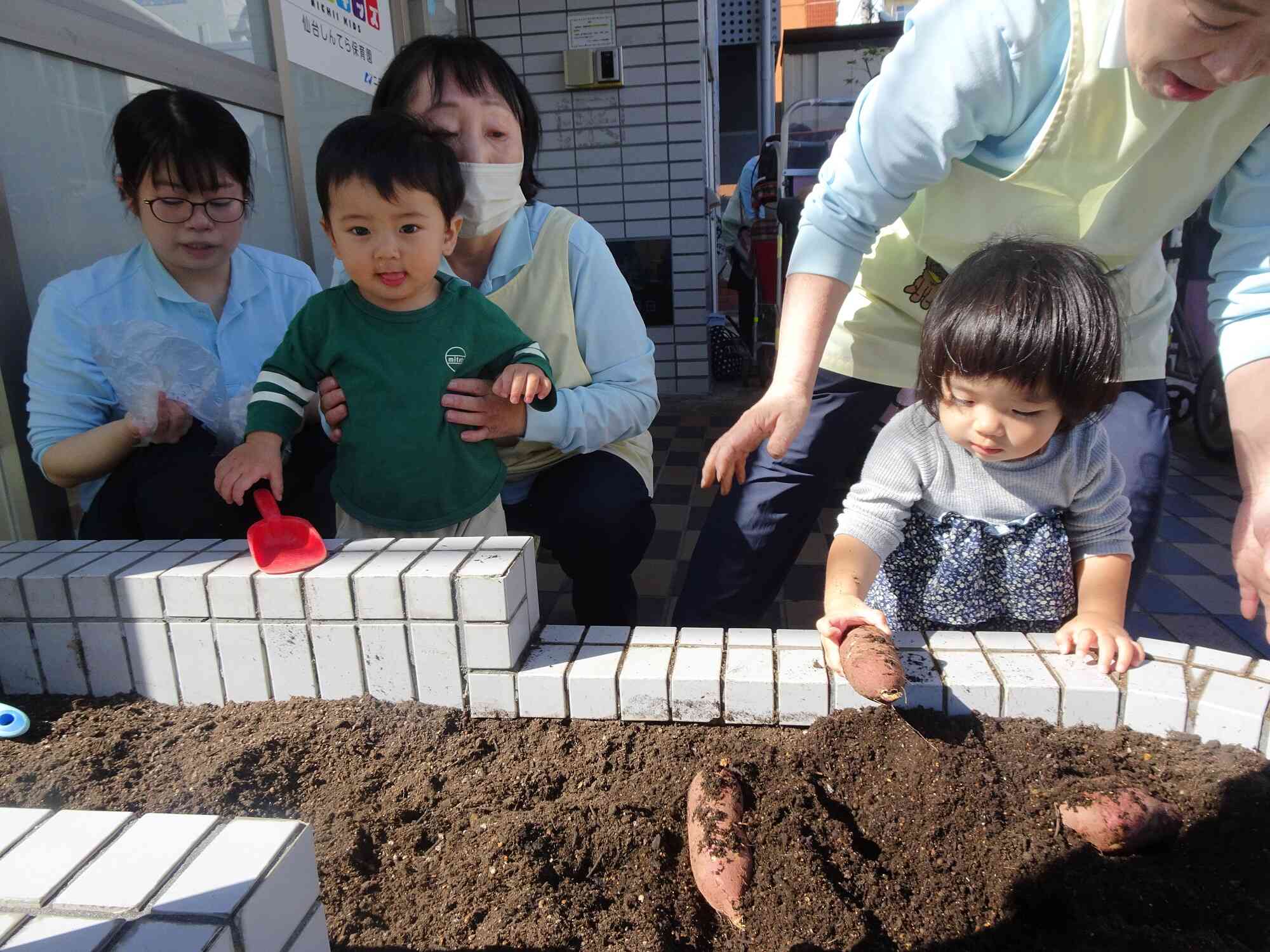キレイなお芋だね