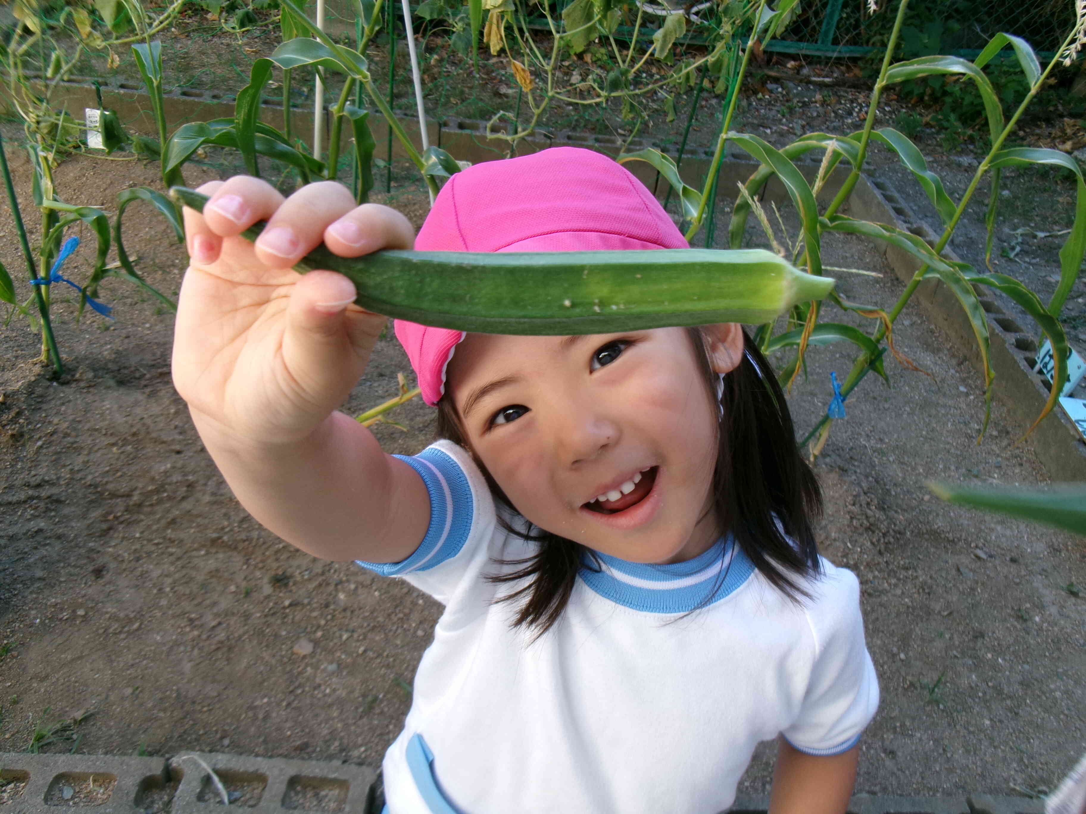 〈ぱんだ組〉みんなで植えたオクラを収穫したよ☆
