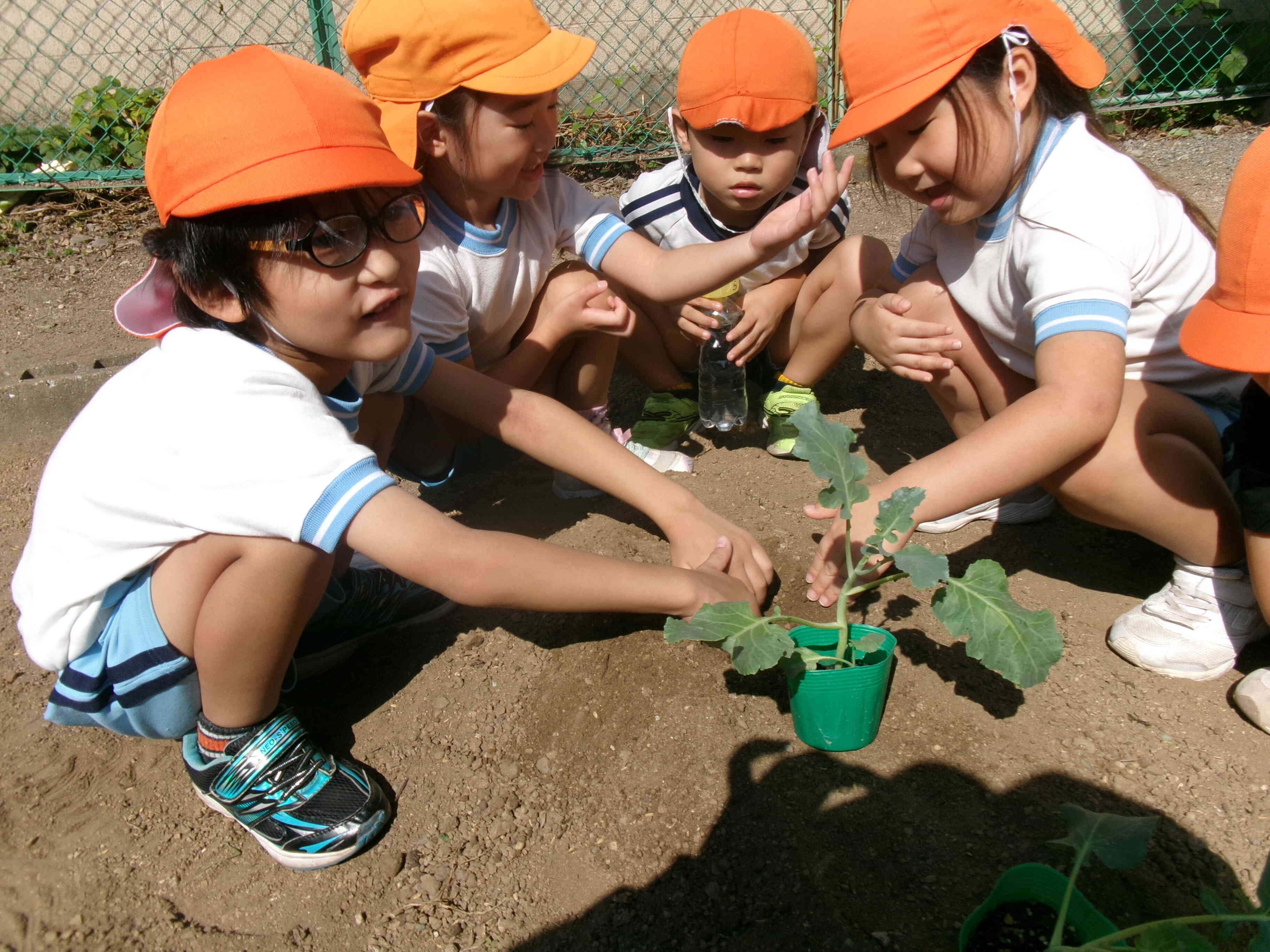 ブロッコリーを植えたよ