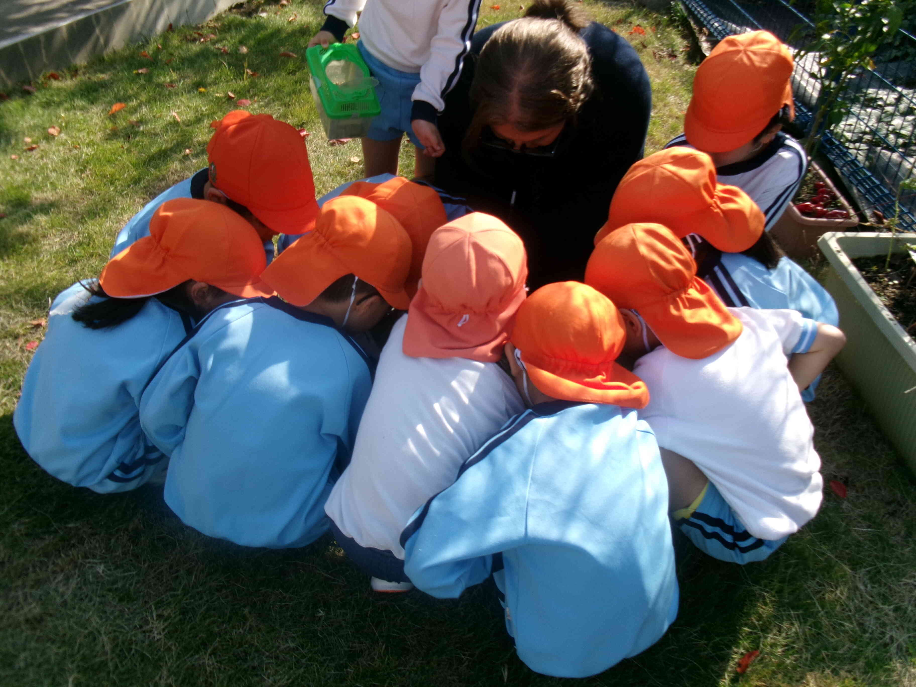 コオロギ見つけたけど・・・。だれもさわれない。