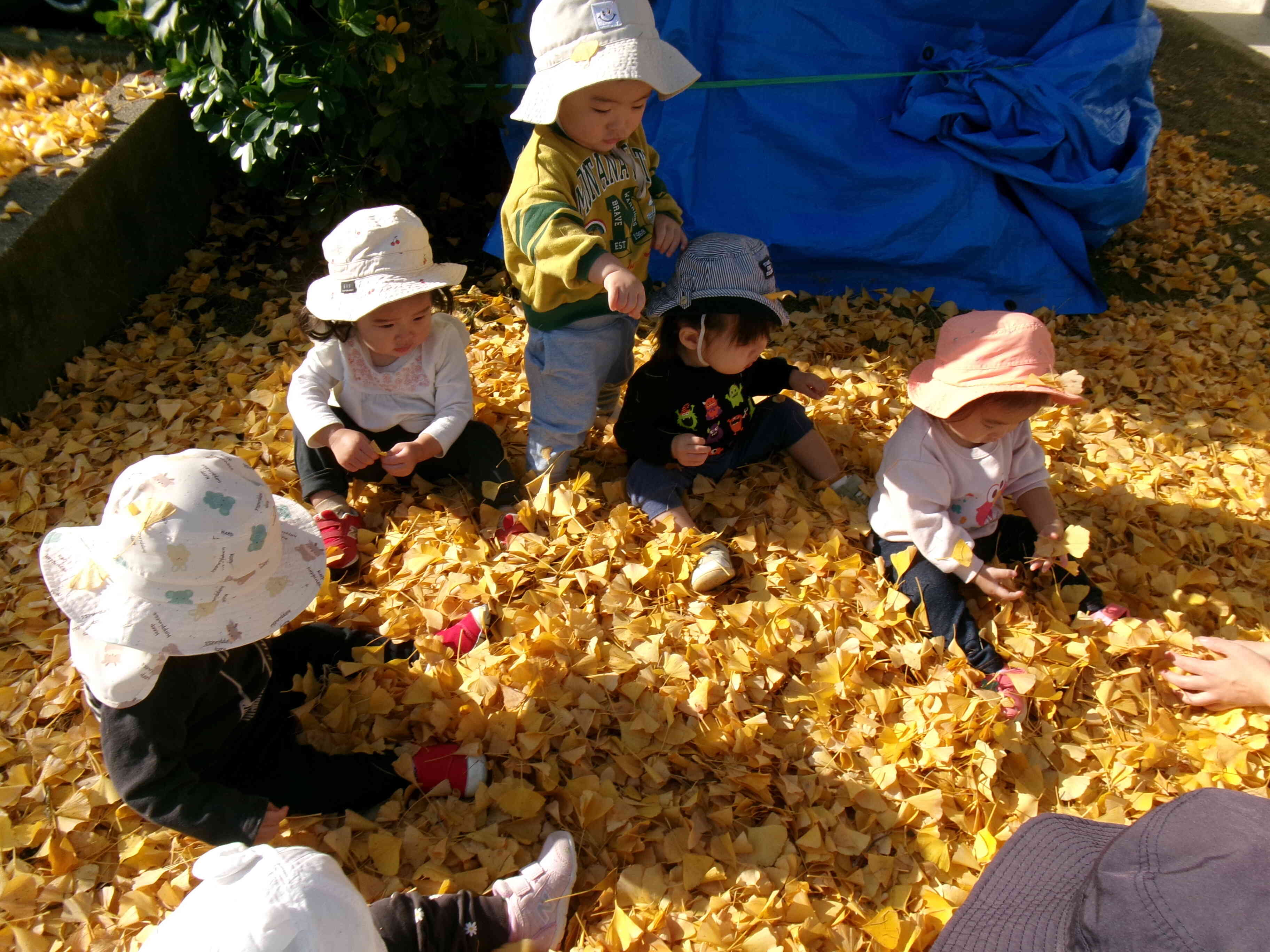 イチョウの葉を集めて遊んだよ♪