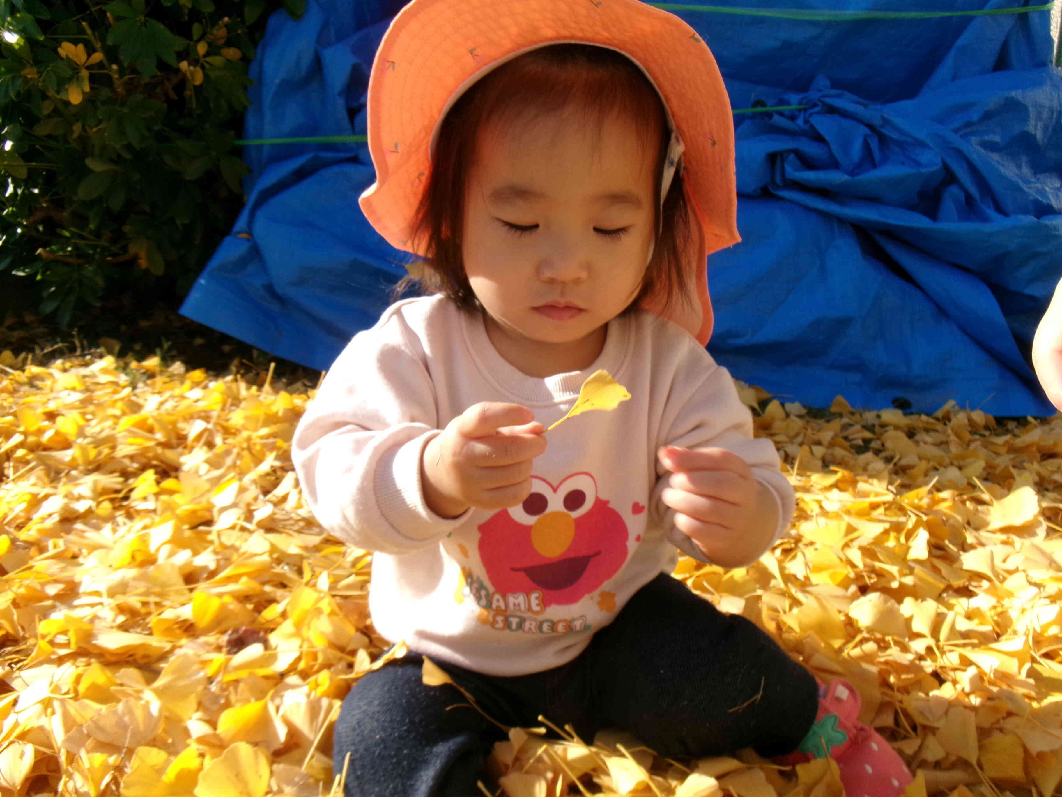 葉っぱの形をじーっと観察していたよ。