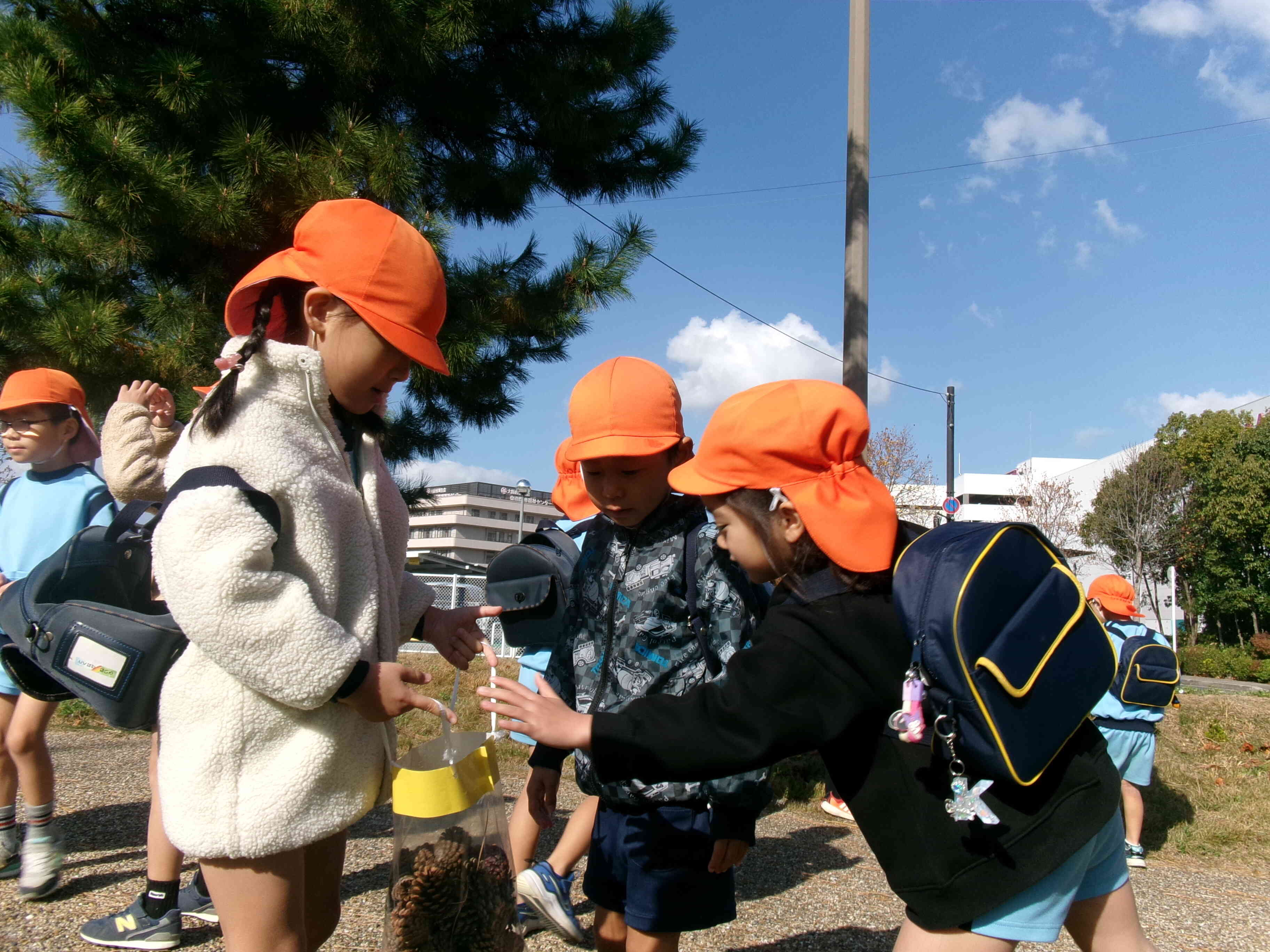 松ぼっくりたくさん拾ったよ。