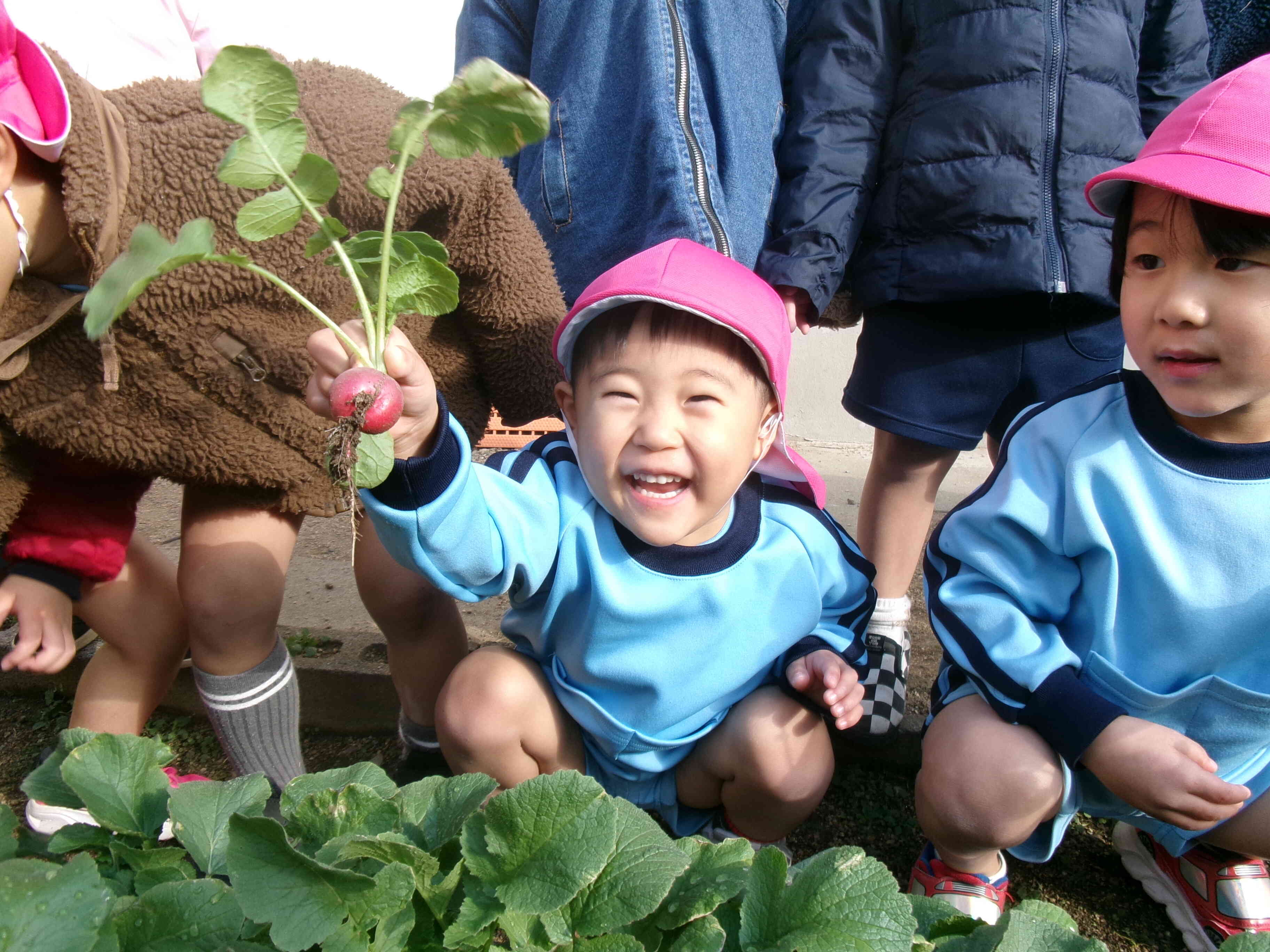 冬野菜の収穫をしたよ☆