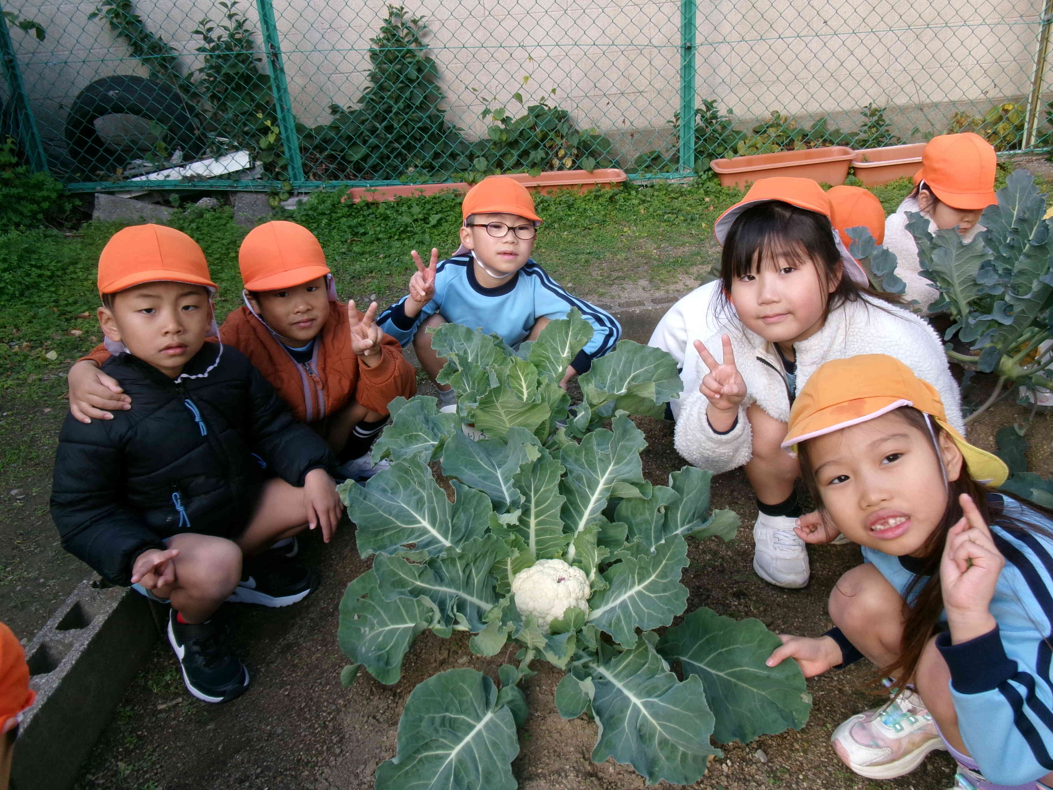 これから、収穫するよ。