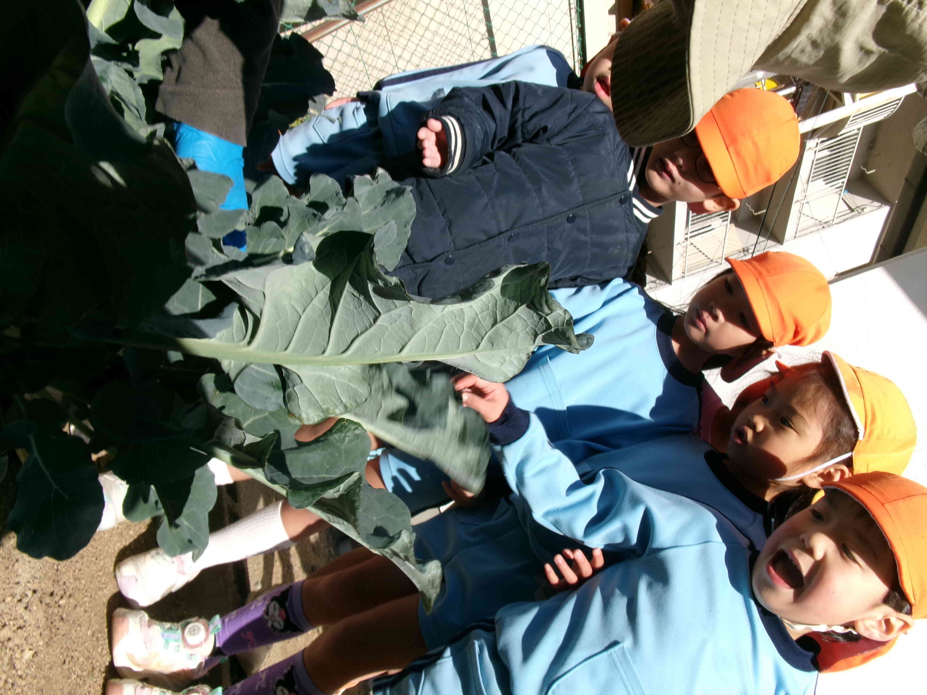 大きなブロッコリーできたよ。