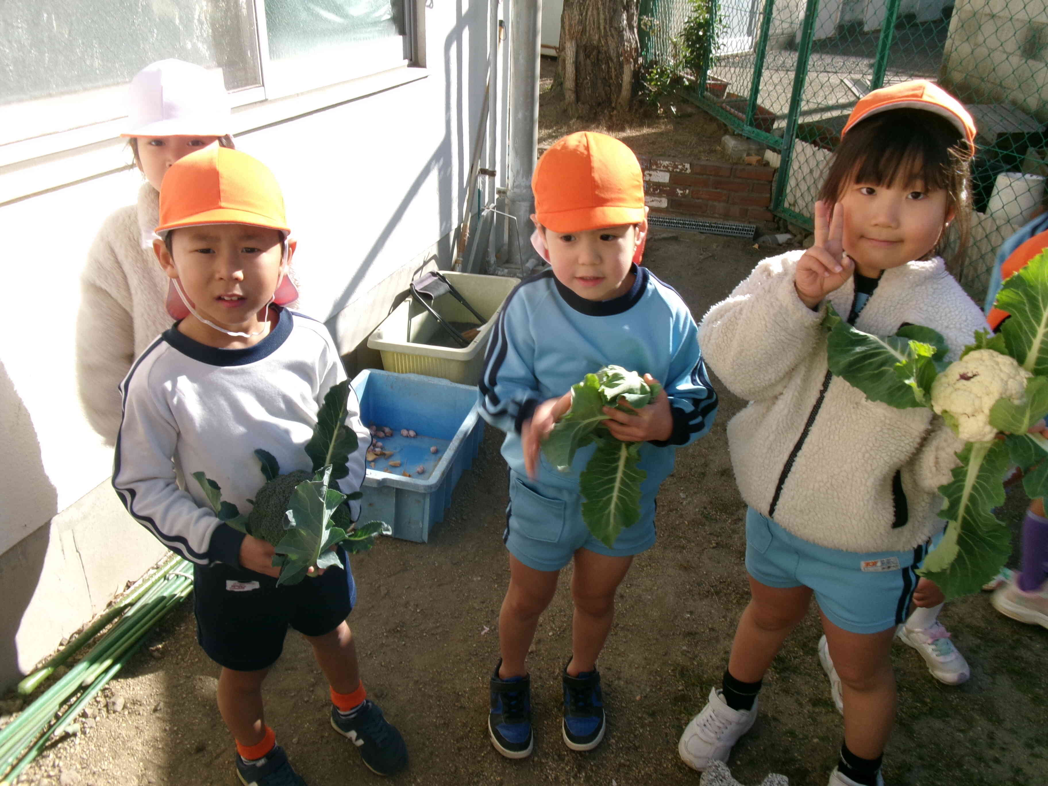 しゅうかくしたよ。