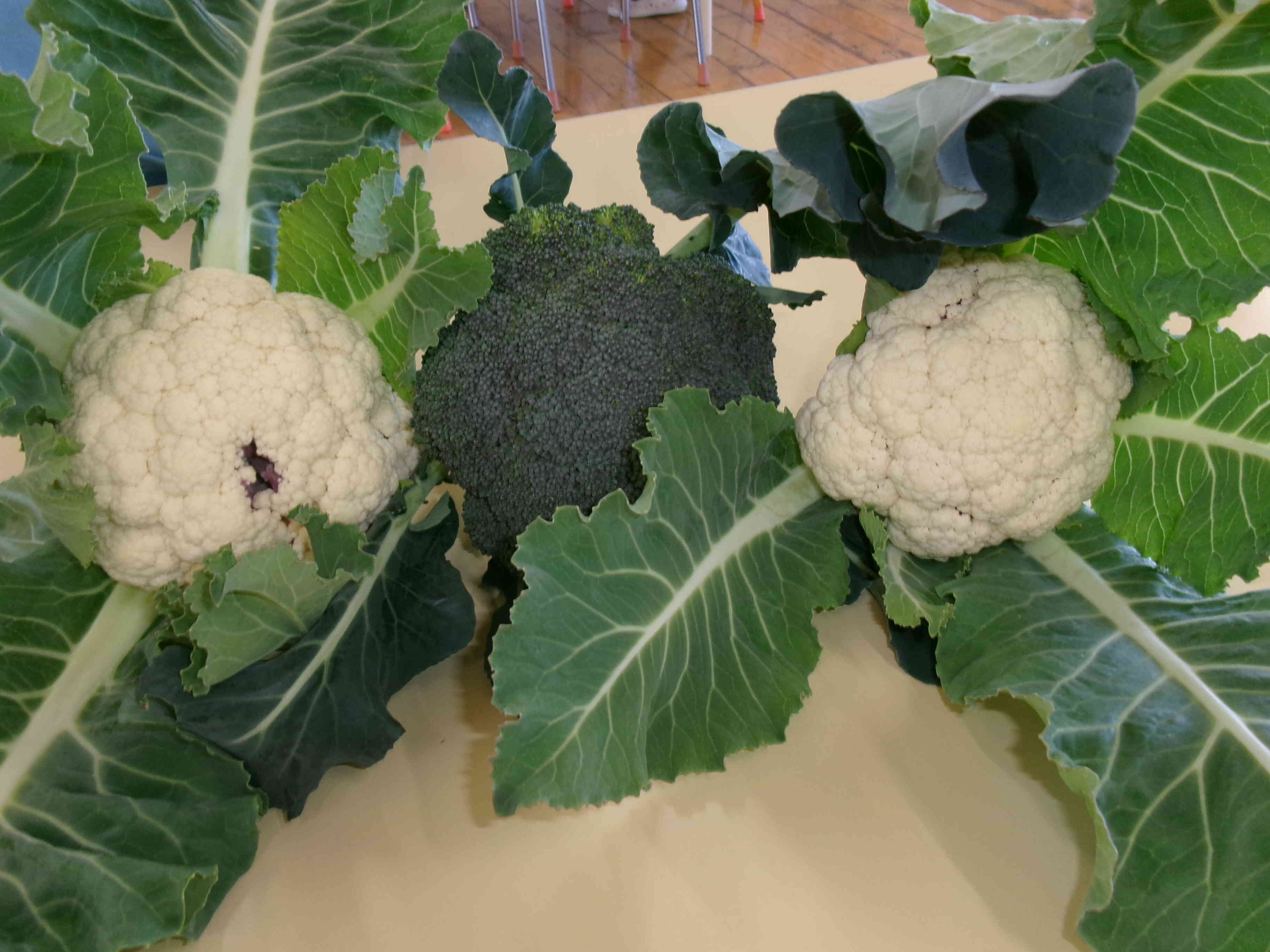 収穫できたよ。