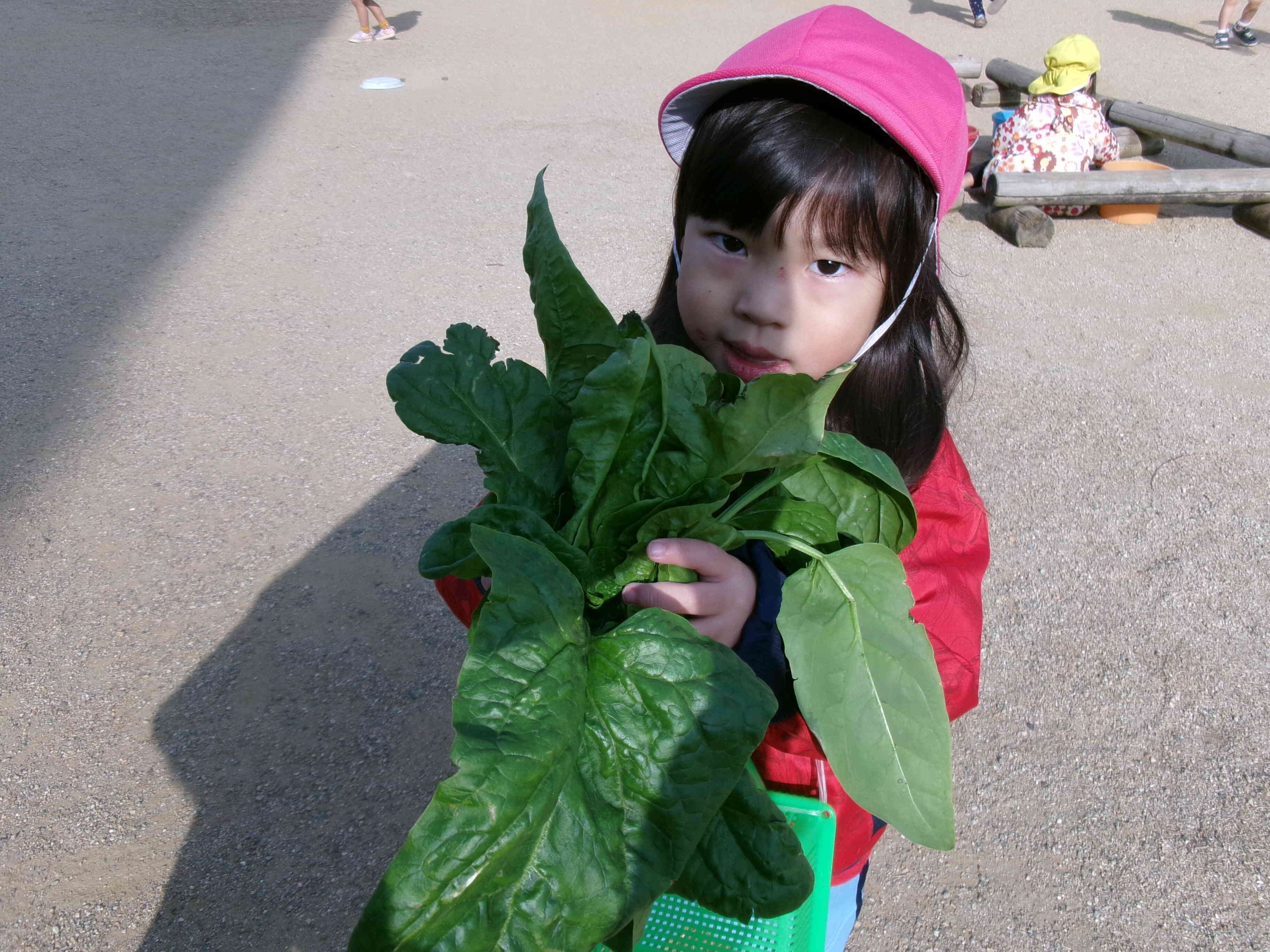 畑のほうれん草がこんなに取れたよ