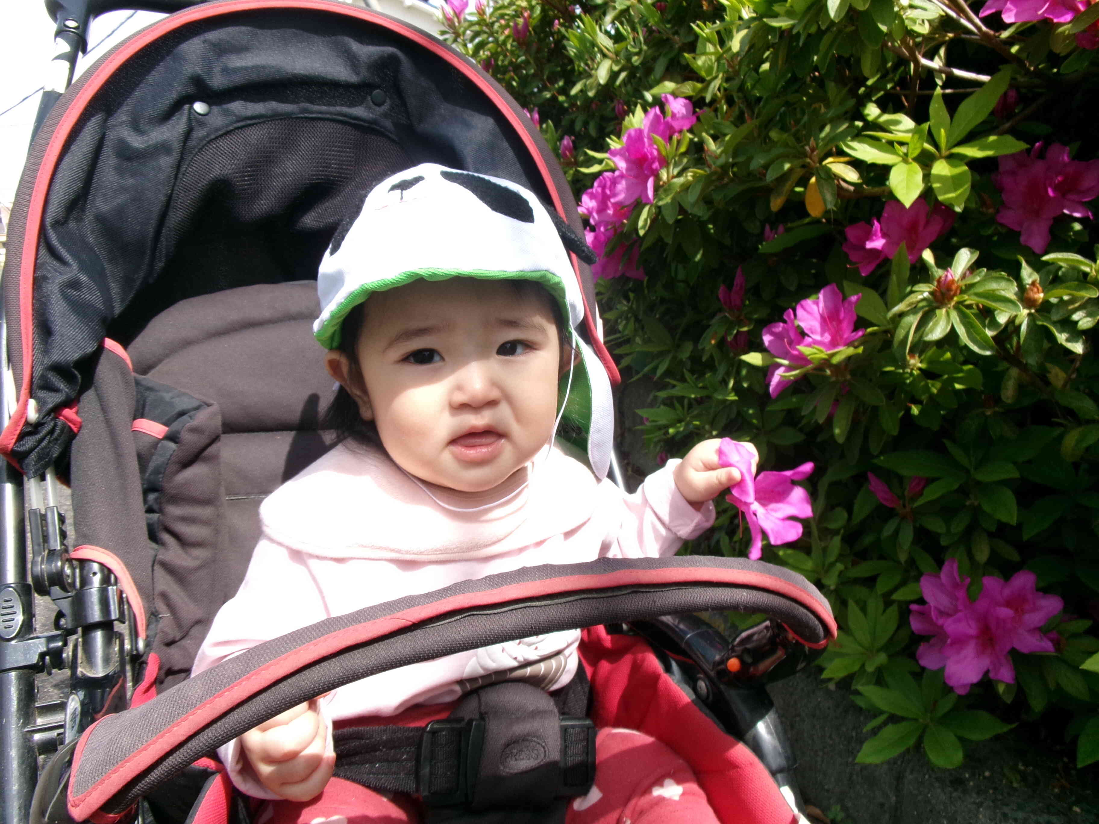 乳母車に乗ってのお散歩、お花にタッチしたよ。