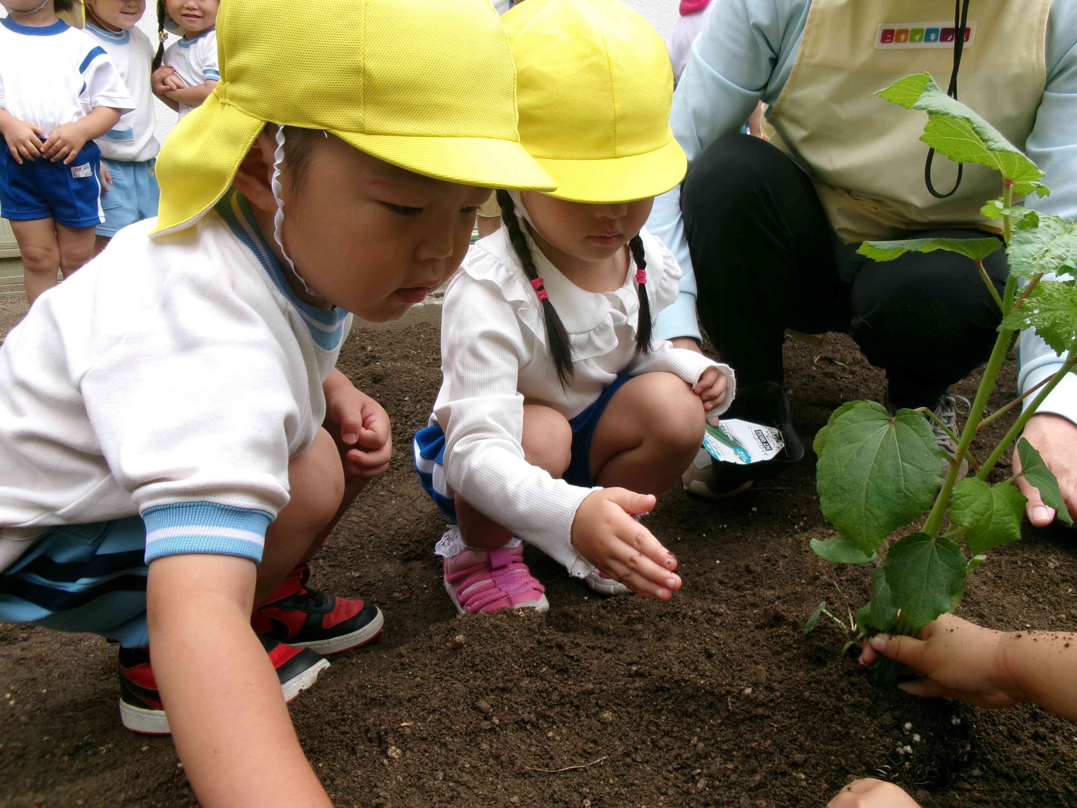 苗を持って一緒に植えたよ^^