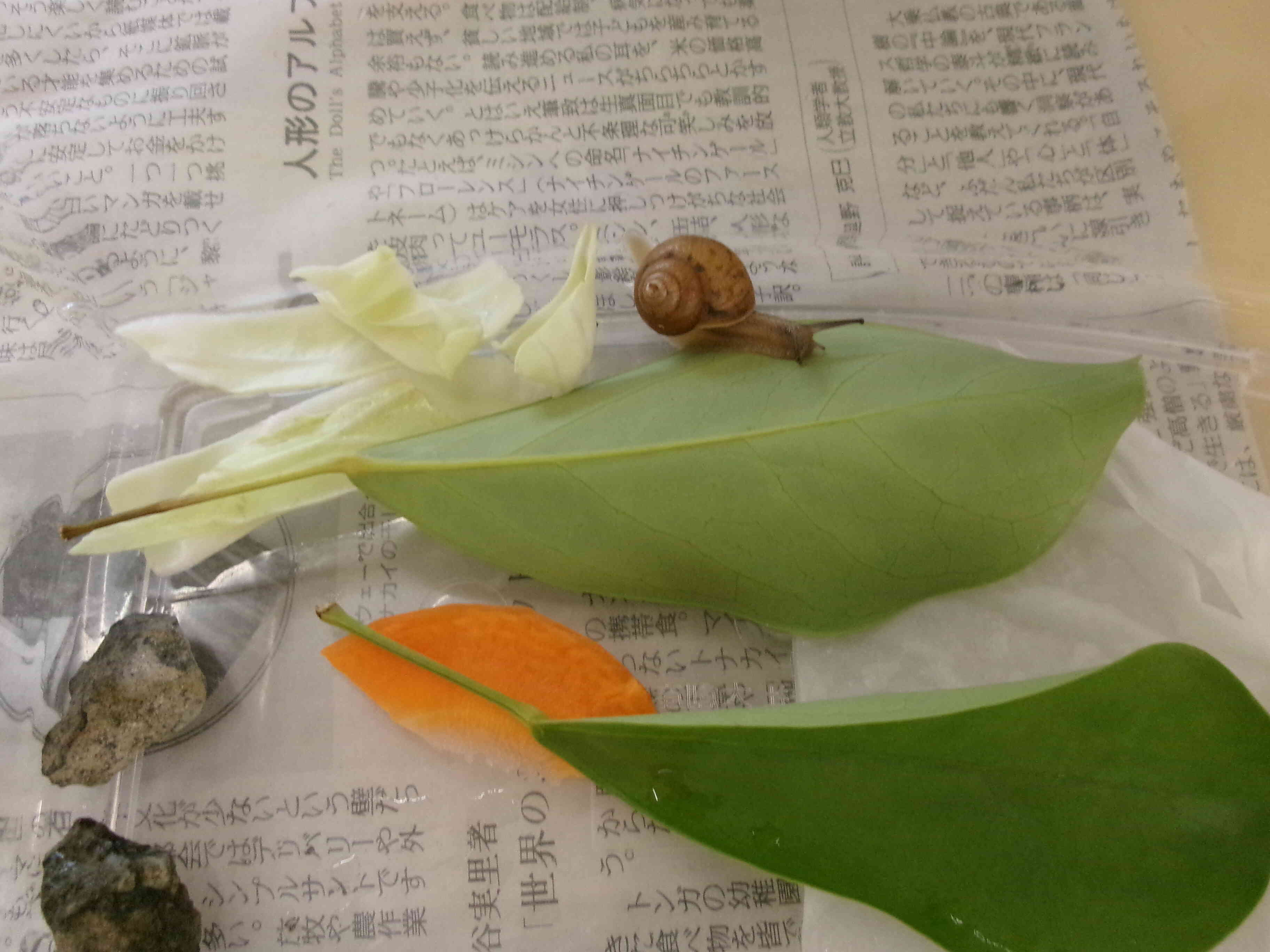 ☆７月のうさぎ組☆