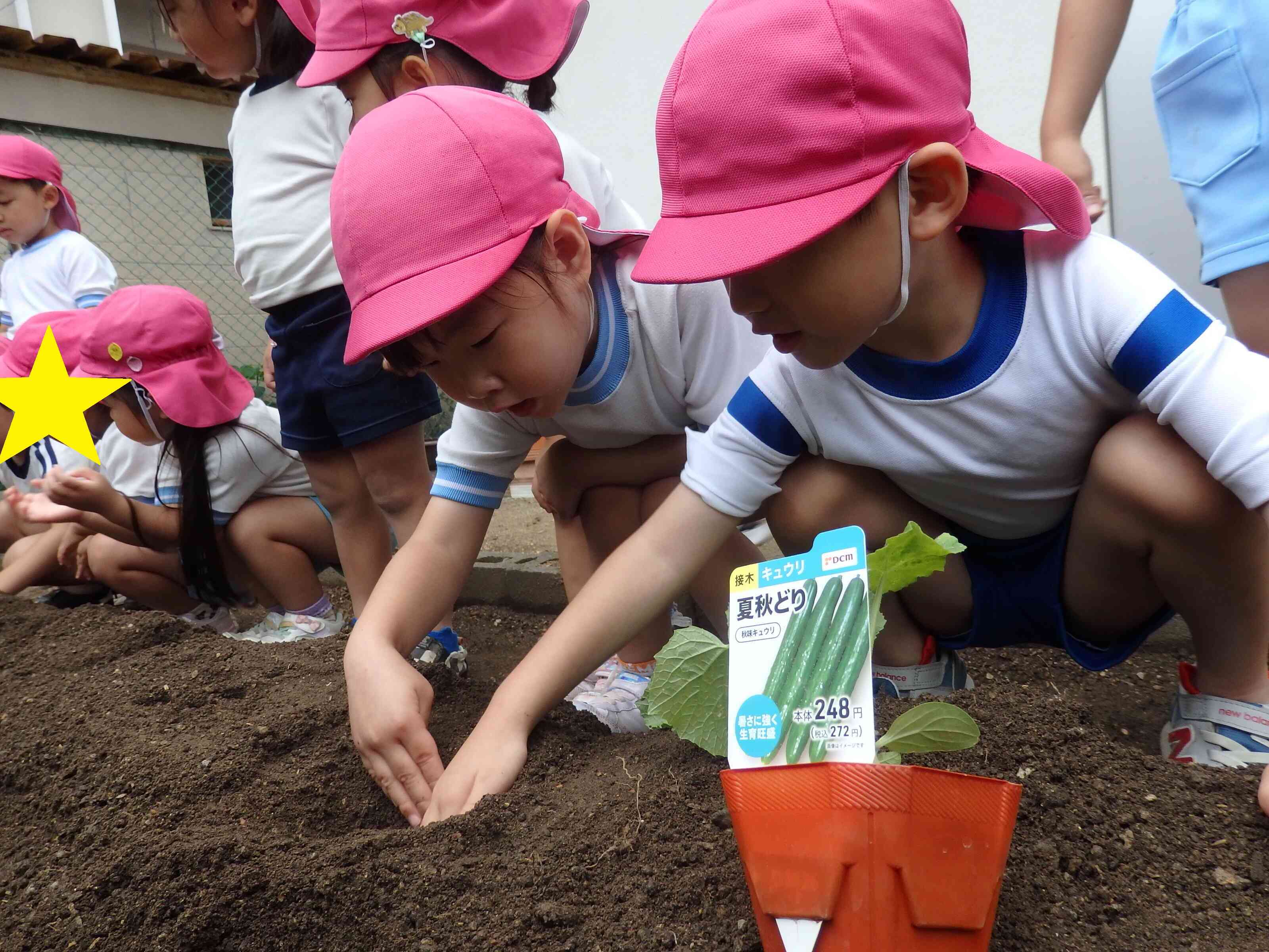 畑に夏野菜を植えたよ