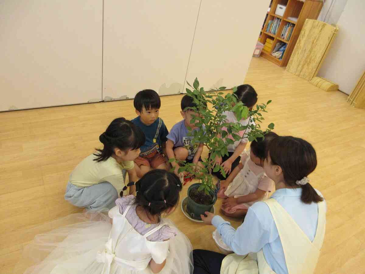 ブルーベリーの収穫をしたよ♪（幼児クラス）