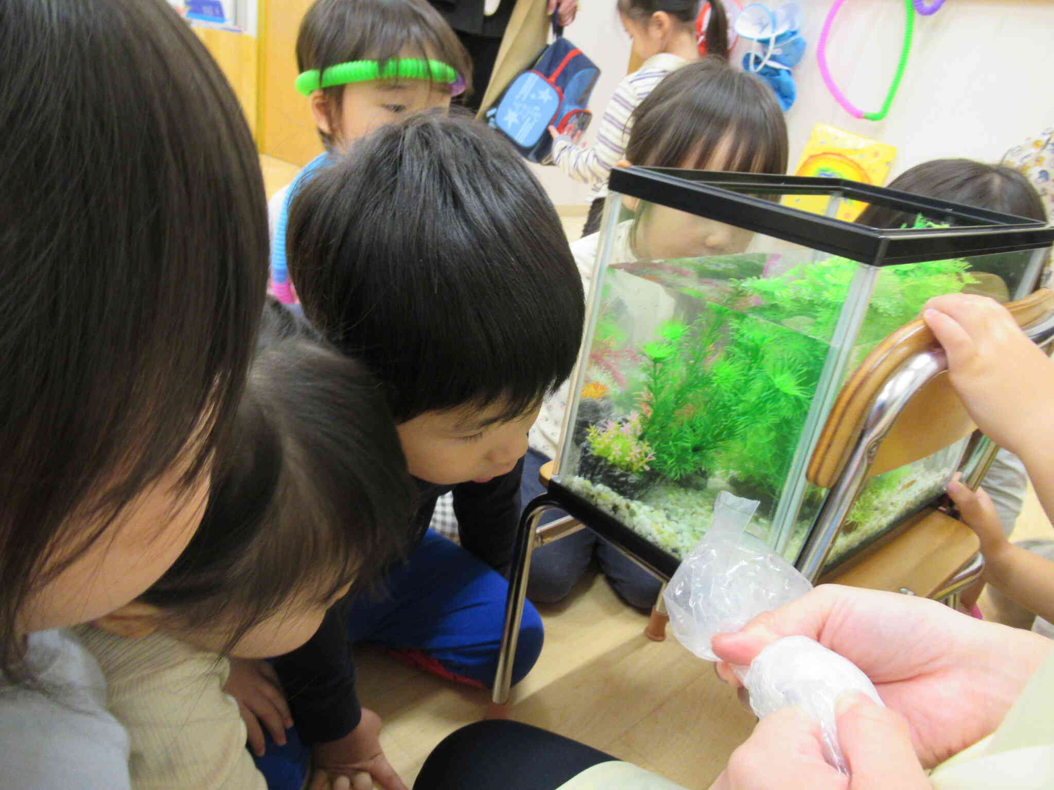 メダカの種類は何かな？