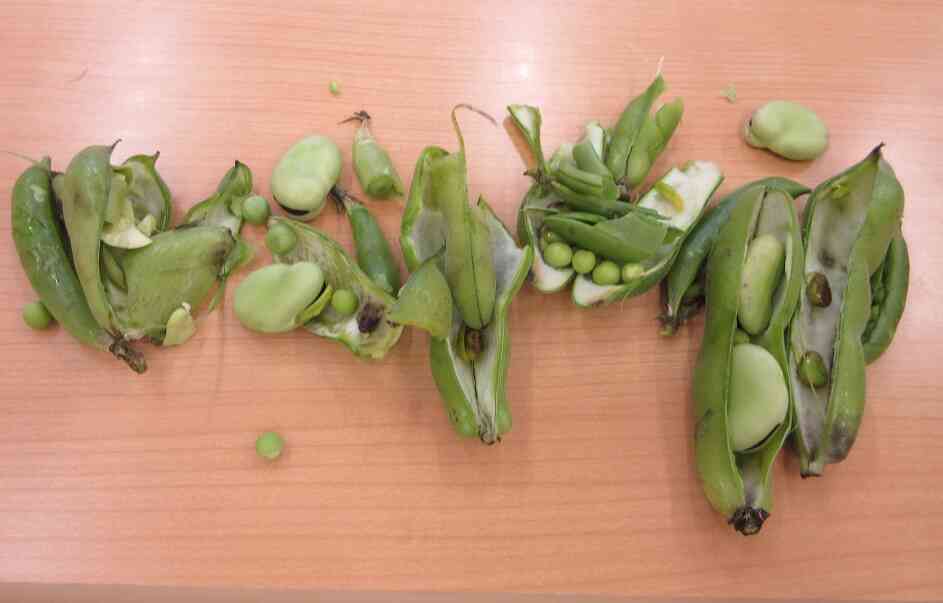 5月の食育活動「豆の種類を知ろう」 (あひる・うさぎ組)