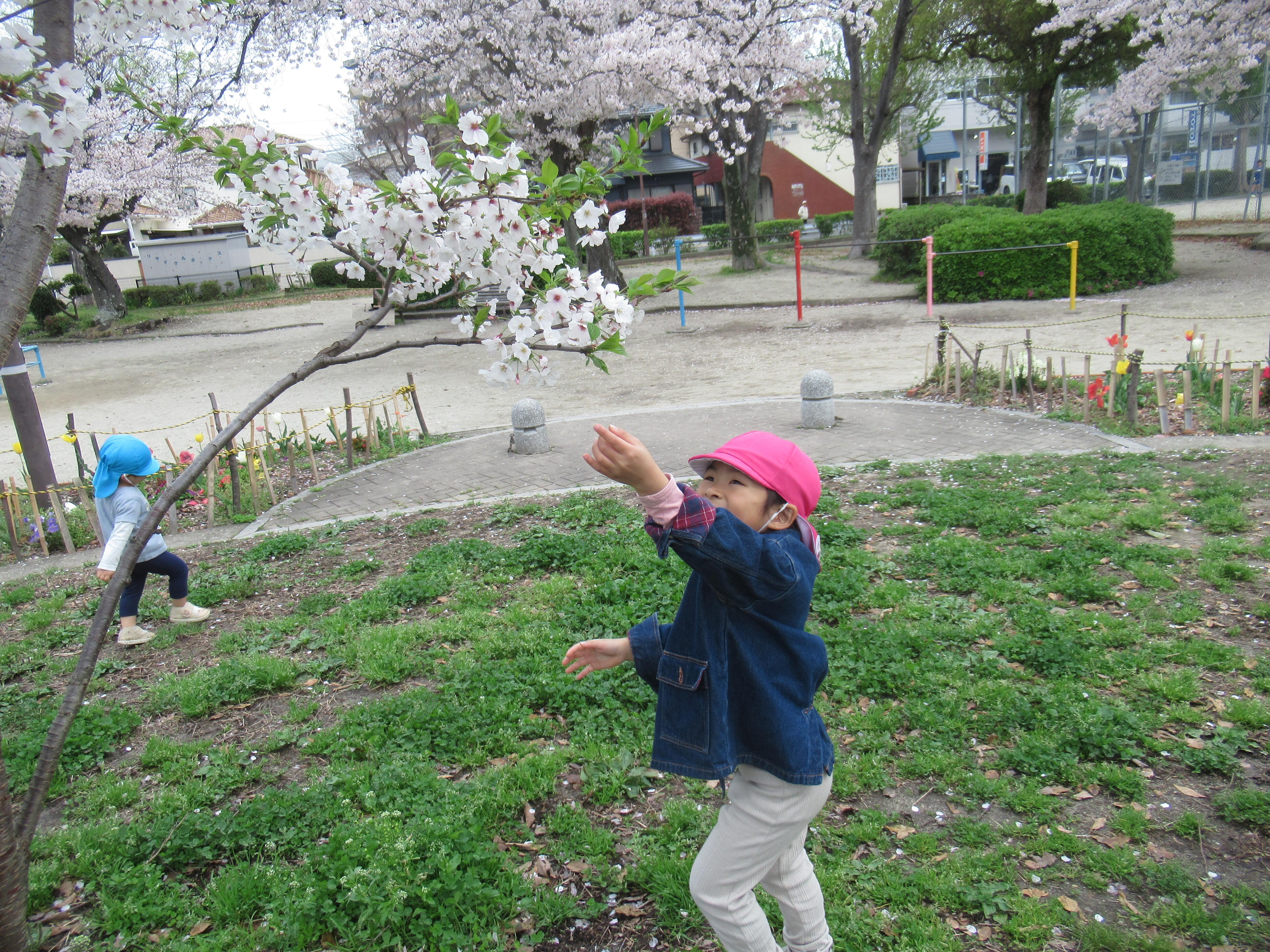 先生見て～、桜、綺麗よ～。
