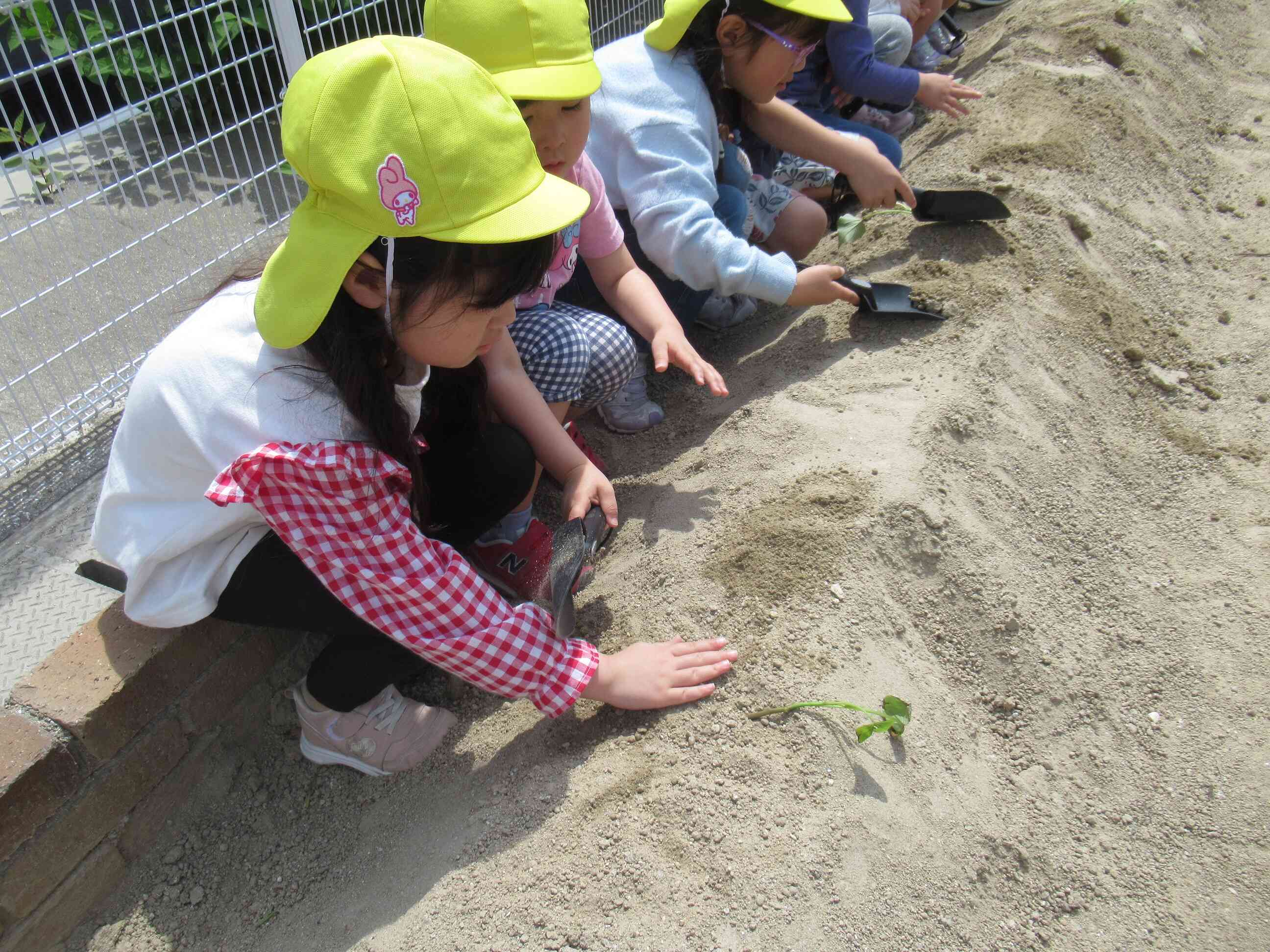 優しく、そっと・・・。植えてくれています！！