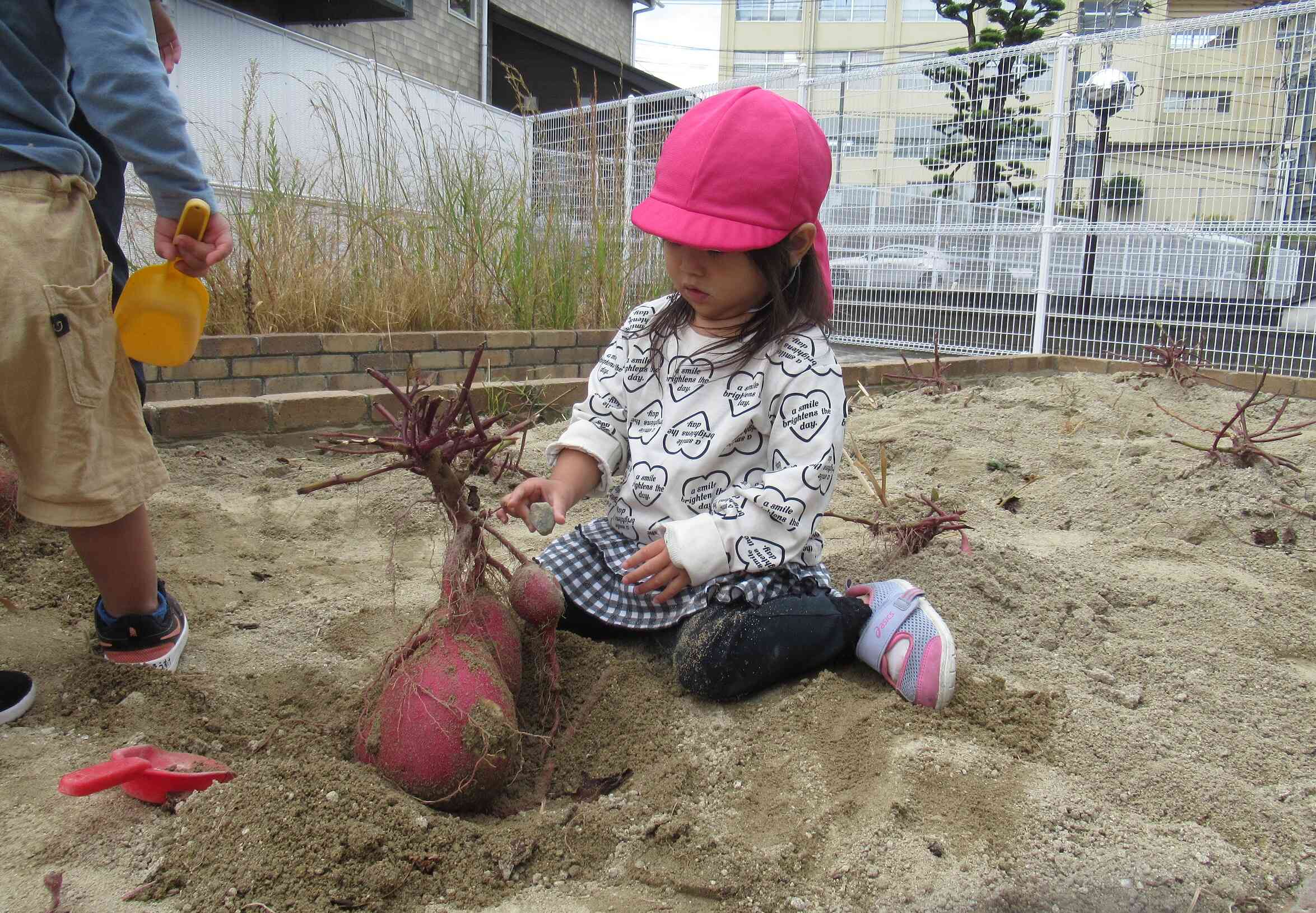 大きい・・・お芋。凄いね～♪