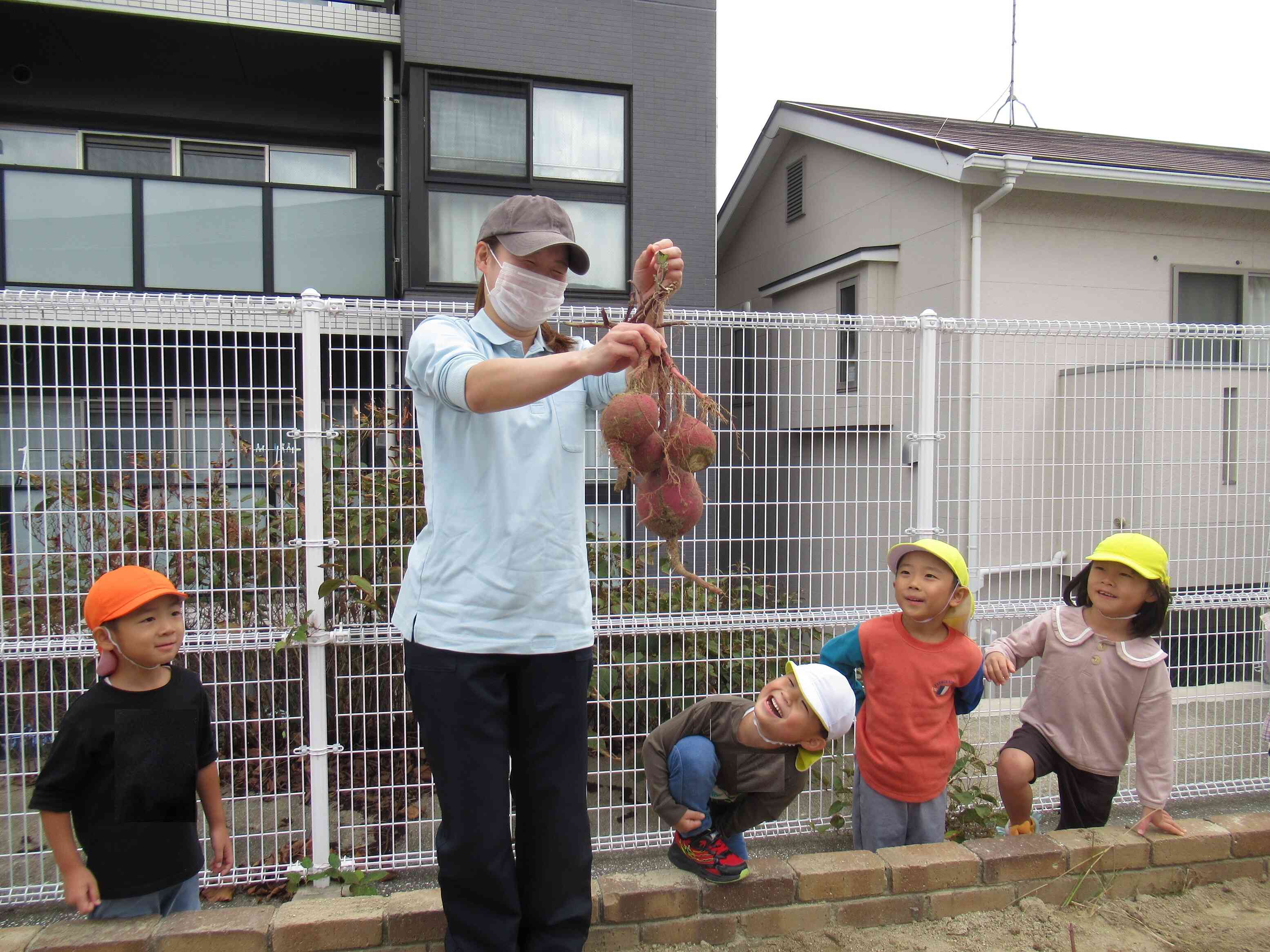 食育　いもほり（りす・ぱんだ・きりん組）