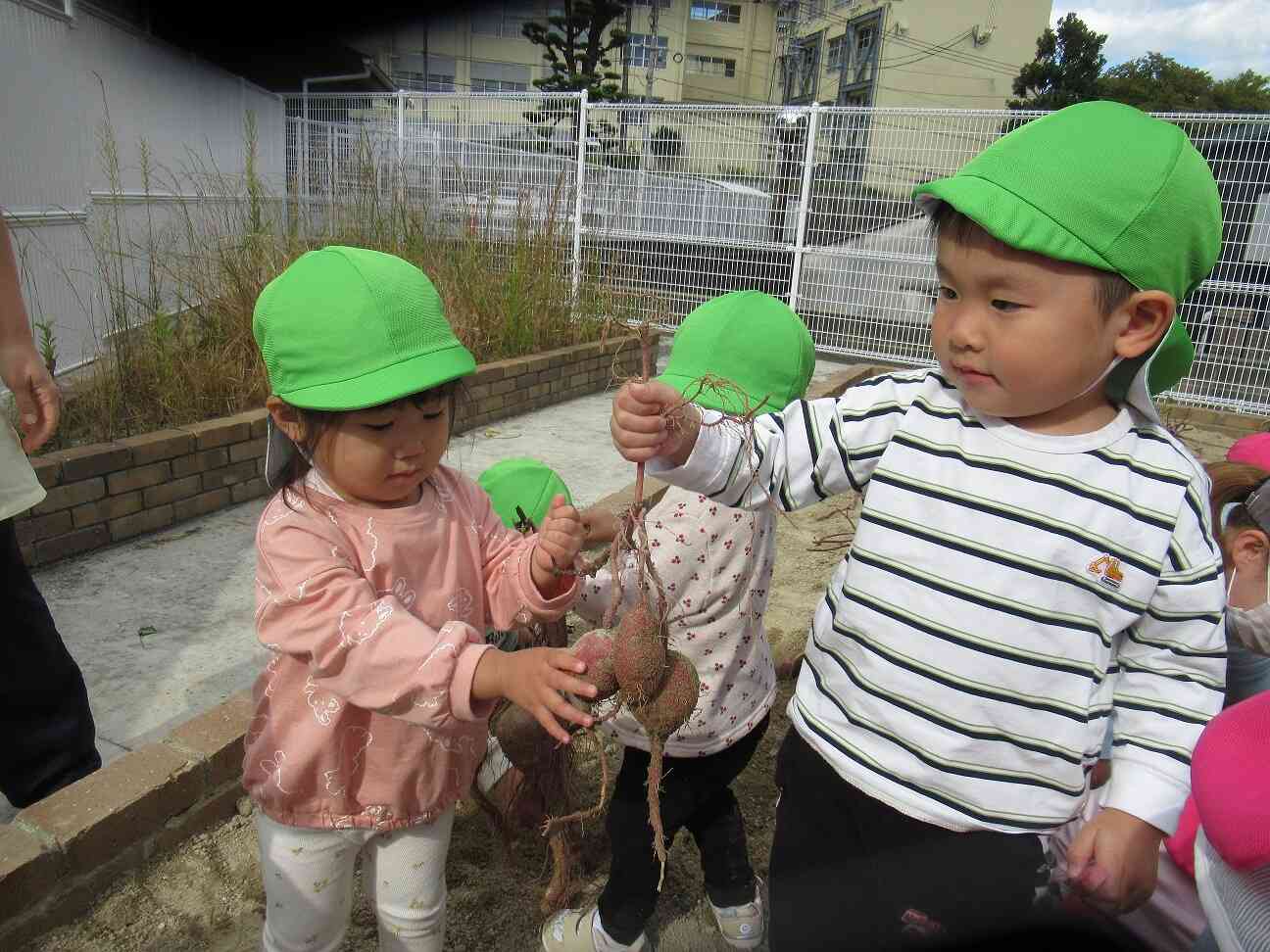 芋ほりもありました♪大きいお芋♪
