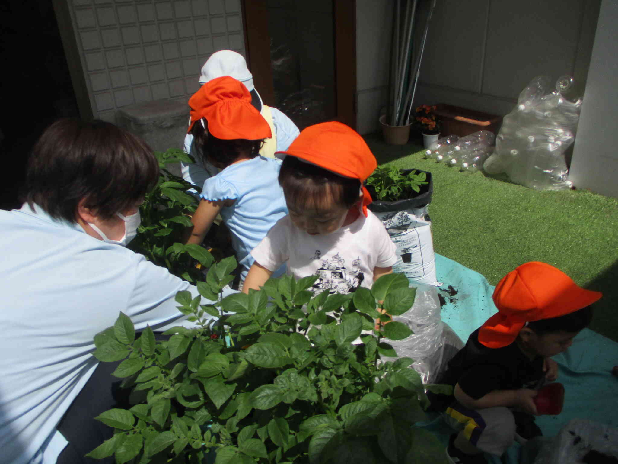 ここに入れよっか（土を）