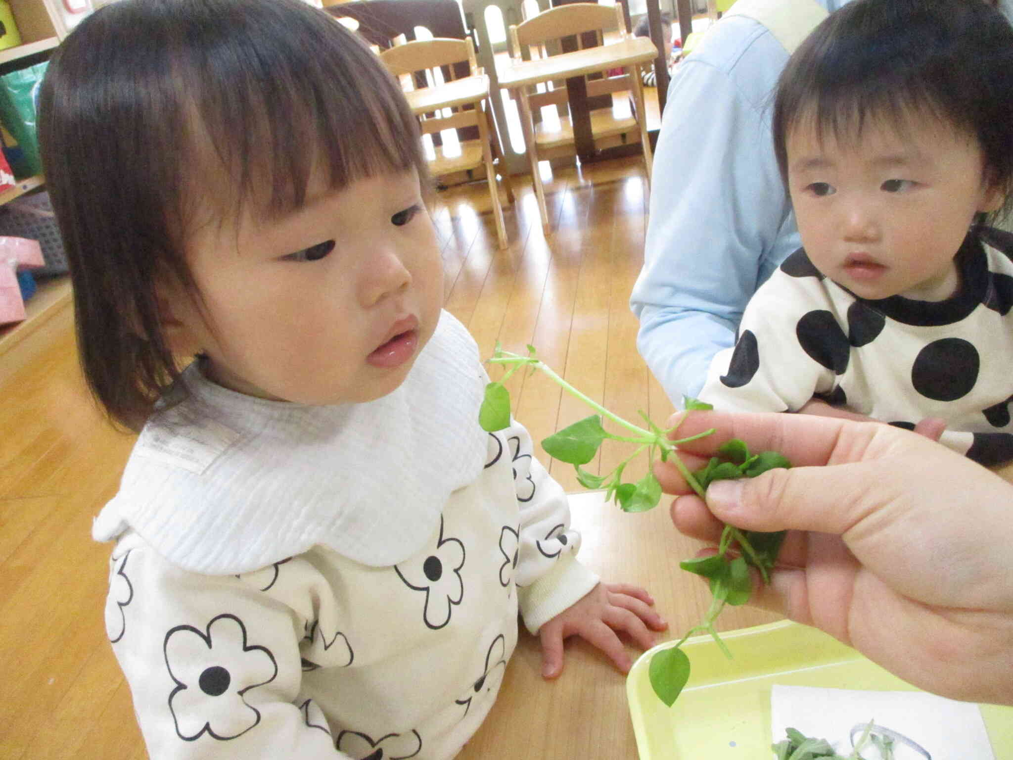 へ～ぇ　これが七草！？