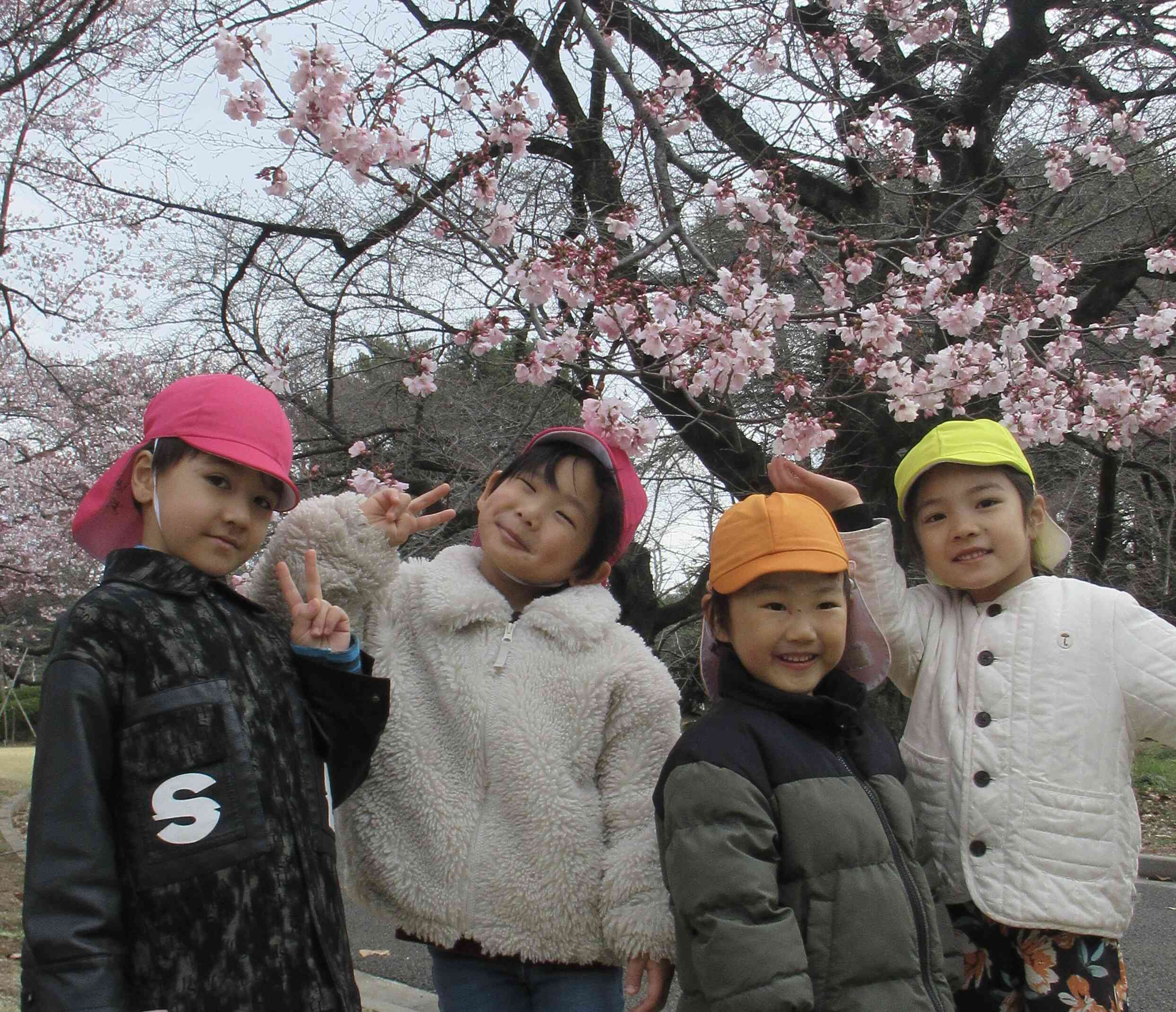桜が満開 3.4.5歳児